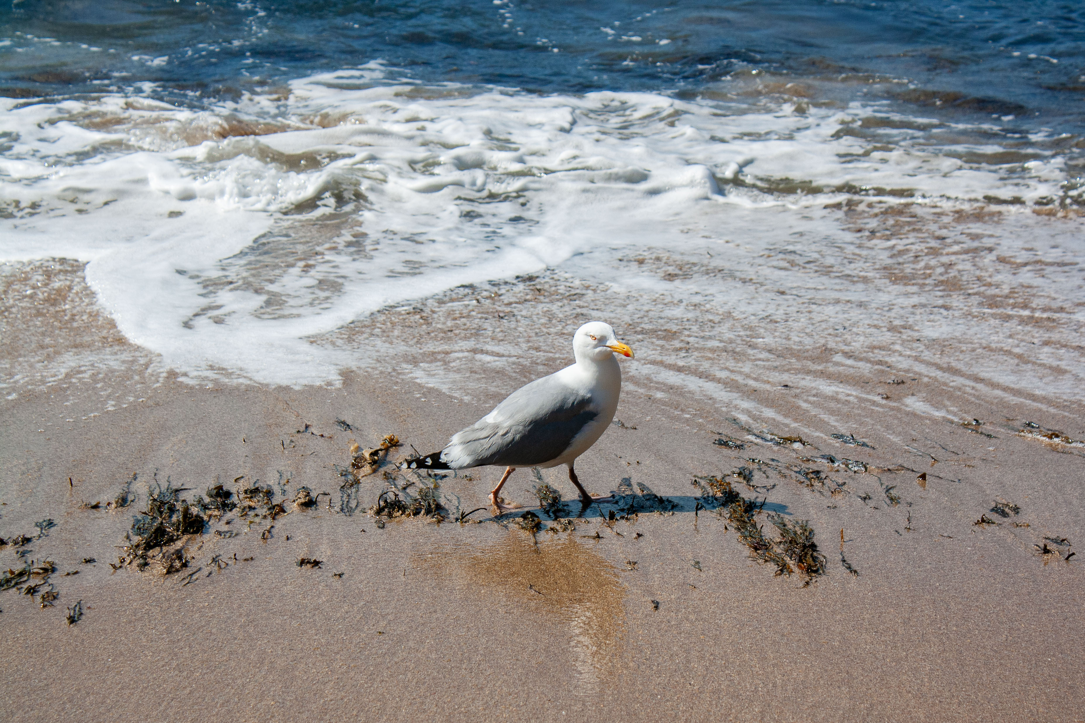 a seagull walking on the beach