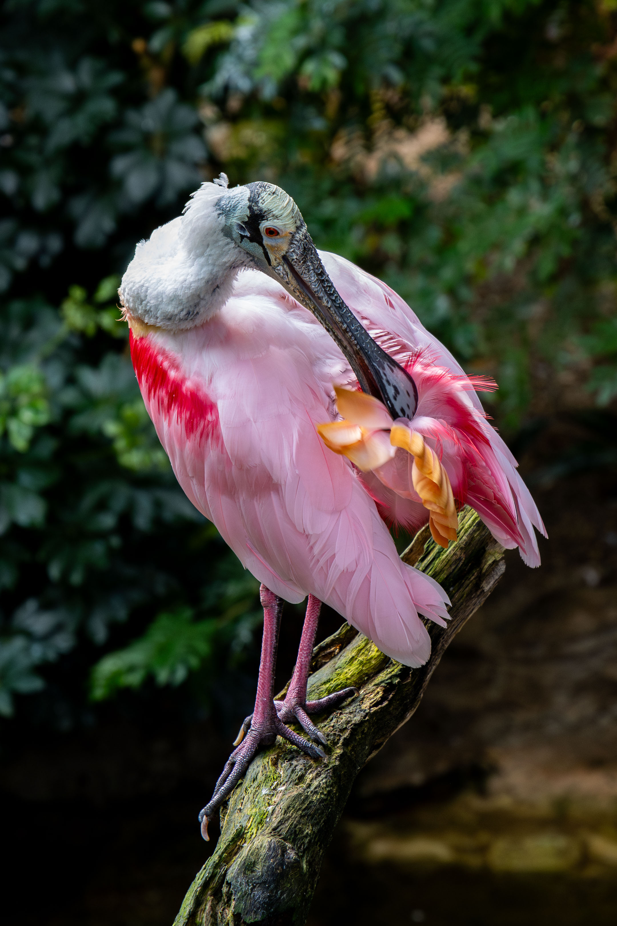 a roseate spoonbill plucking its feathers