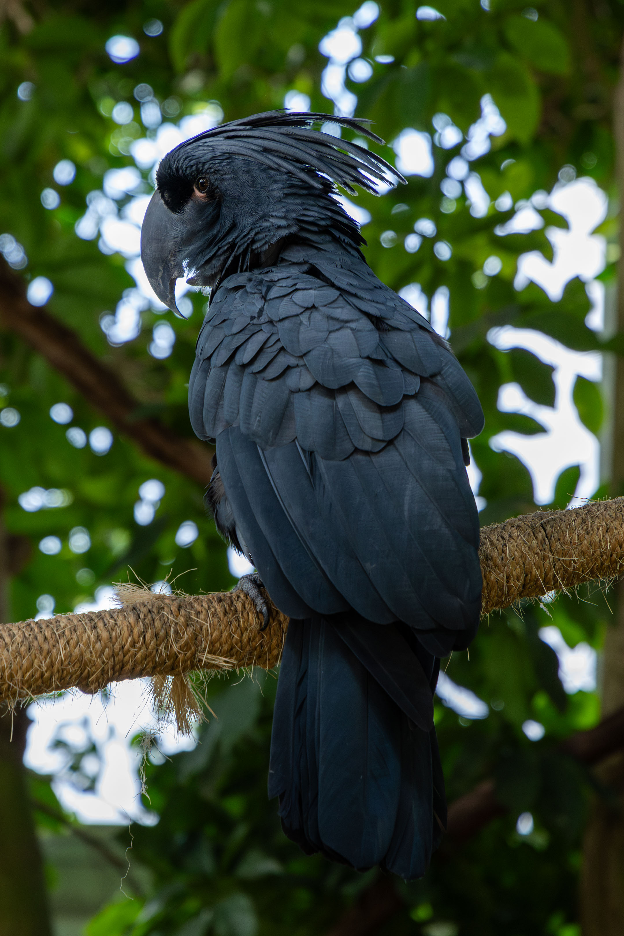 a palm cockatoo on a branch with its head turned towards the camera