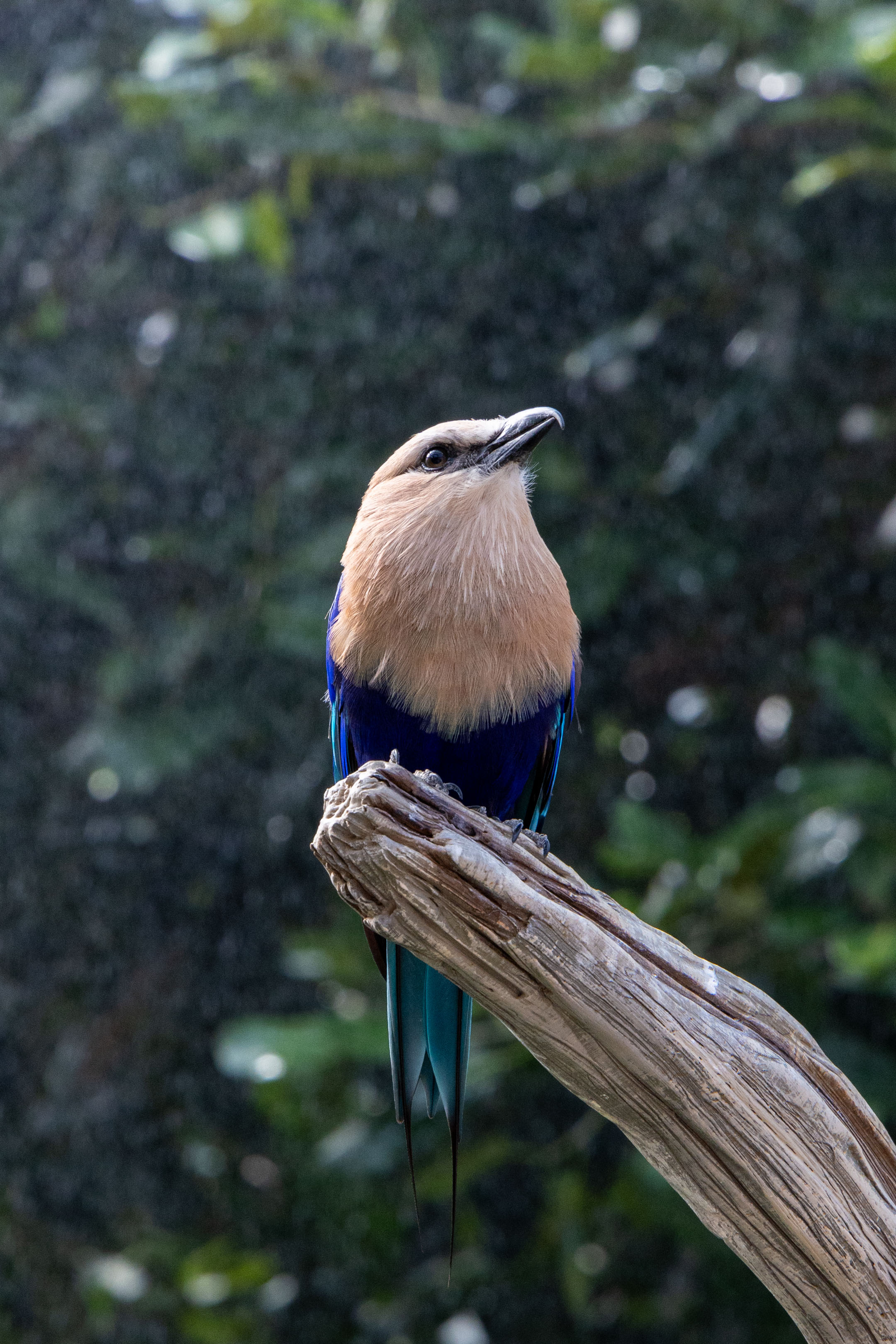 a blue-bellied roller standing on a branch looking up with mist in the background