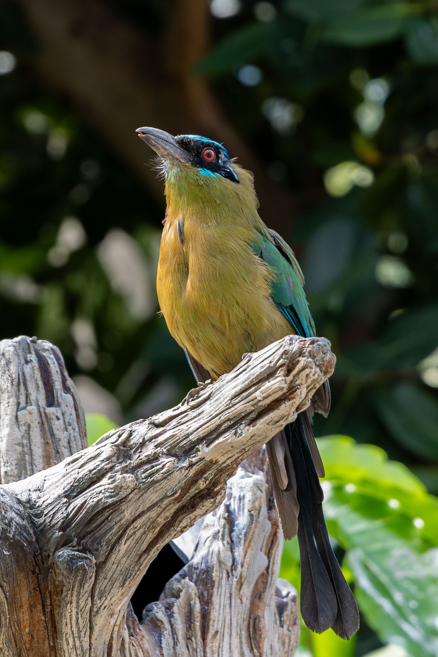 a blue-crowned motmot standing on a branch looking up