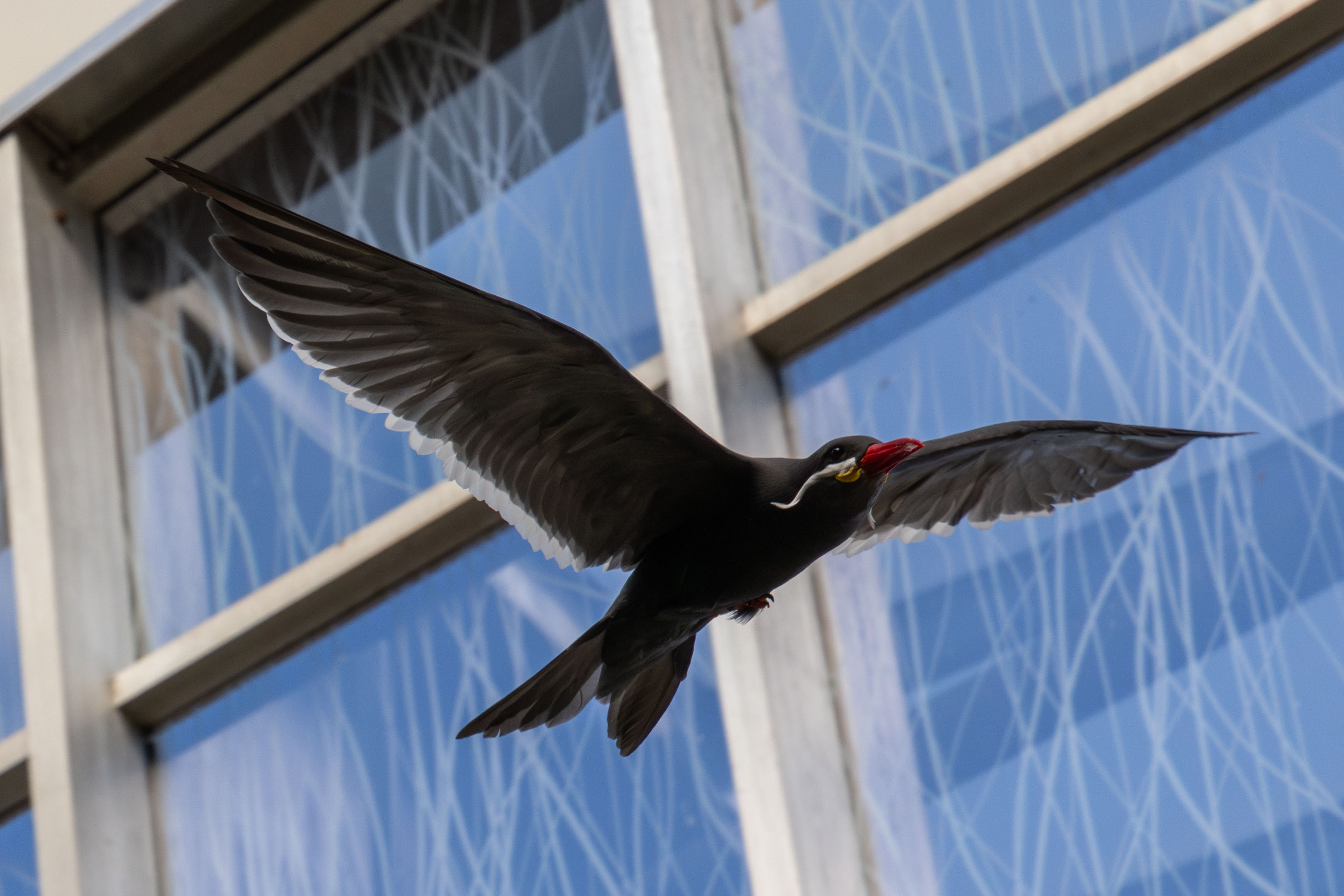 an inca tern in flight