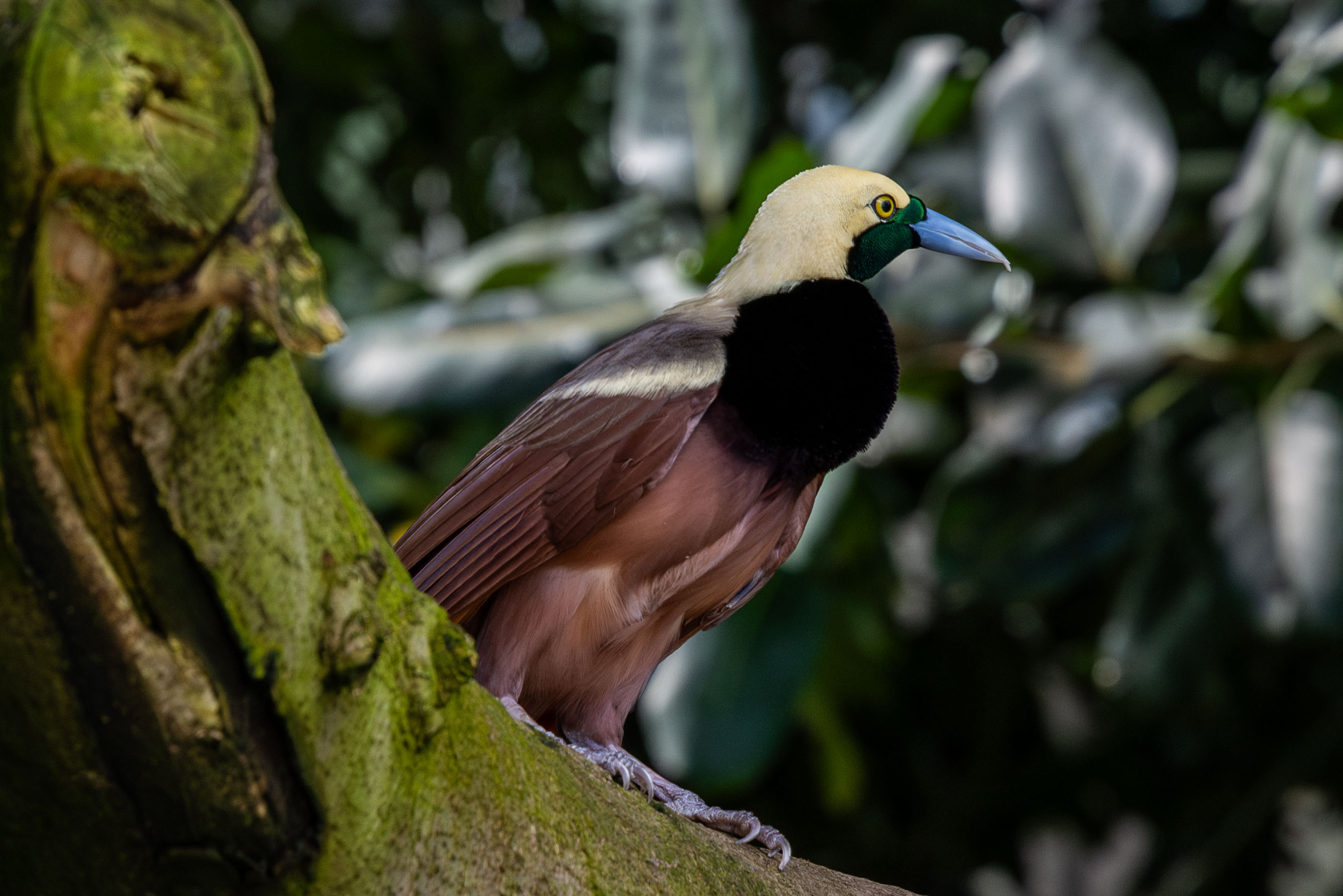 a raggiana bird-of-paradise standing on a branch