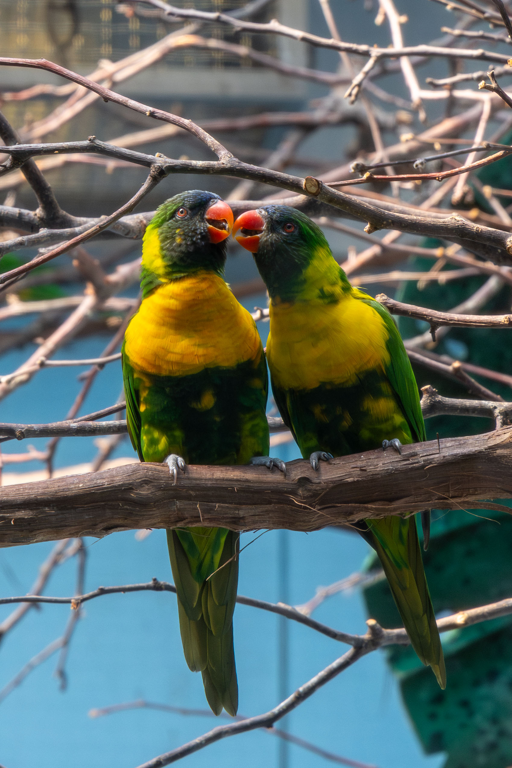 a pair of rainbow lorikeets standing on a branch kissing each other