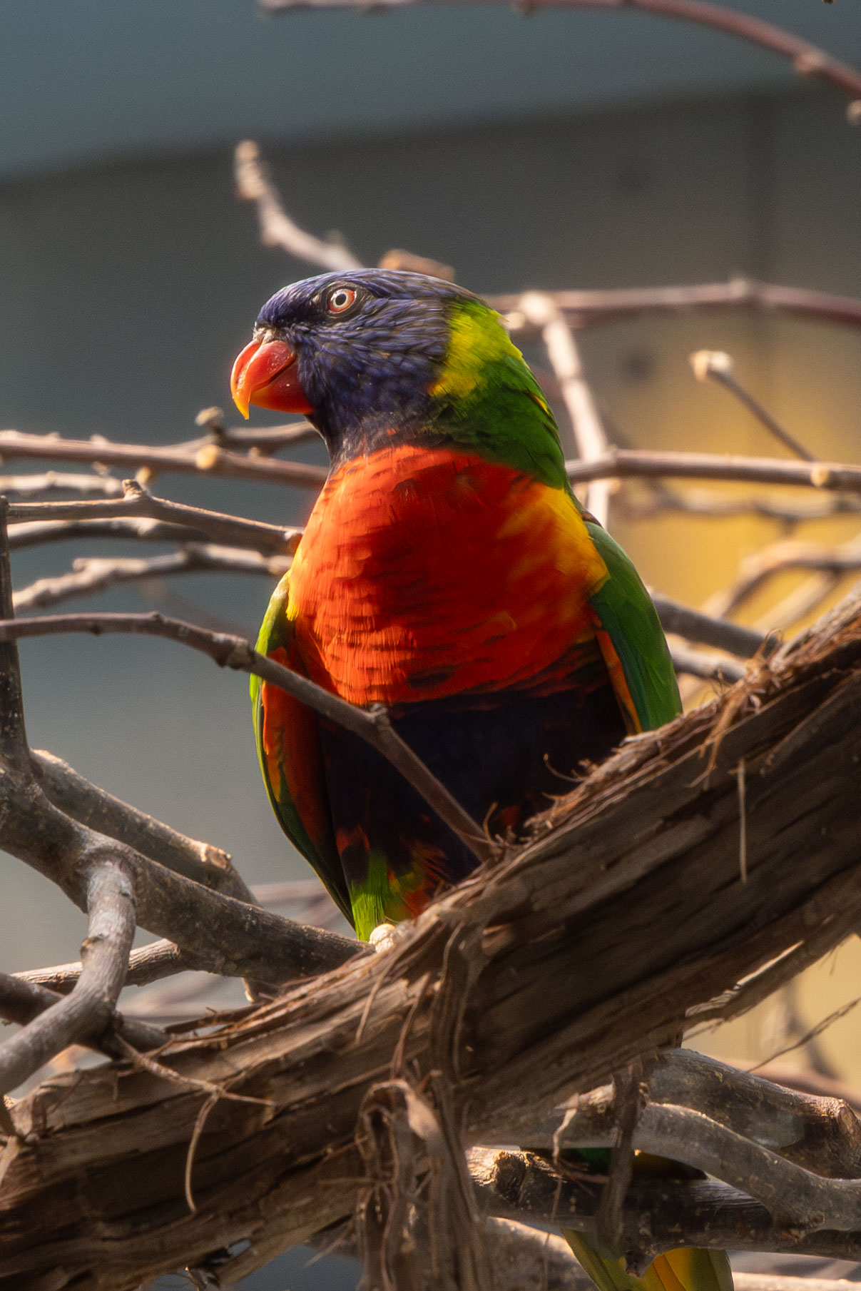 a rainbow lorikeet standing on a branch looking sideway