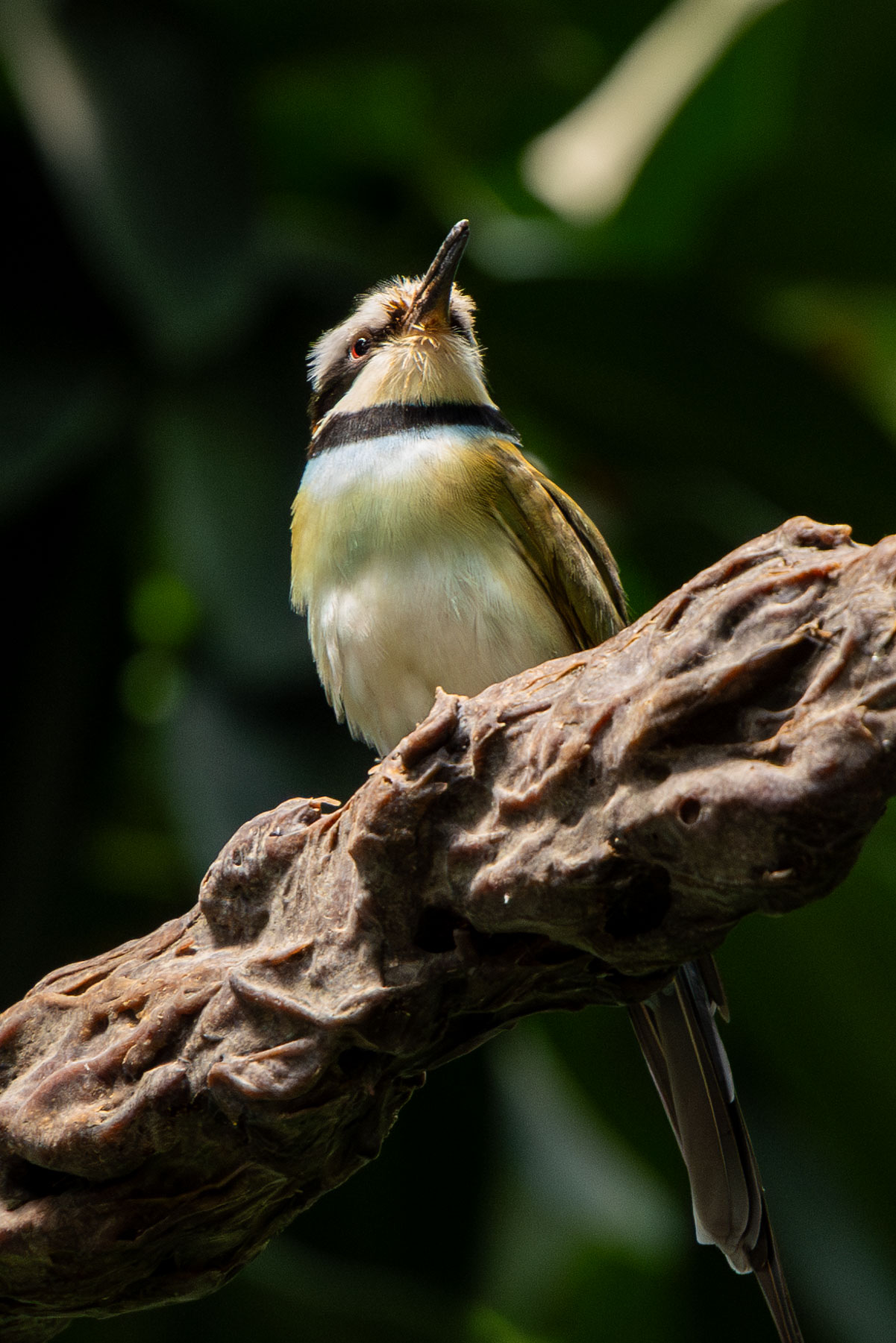 a white-throated bee-eater standing on a branch looking up