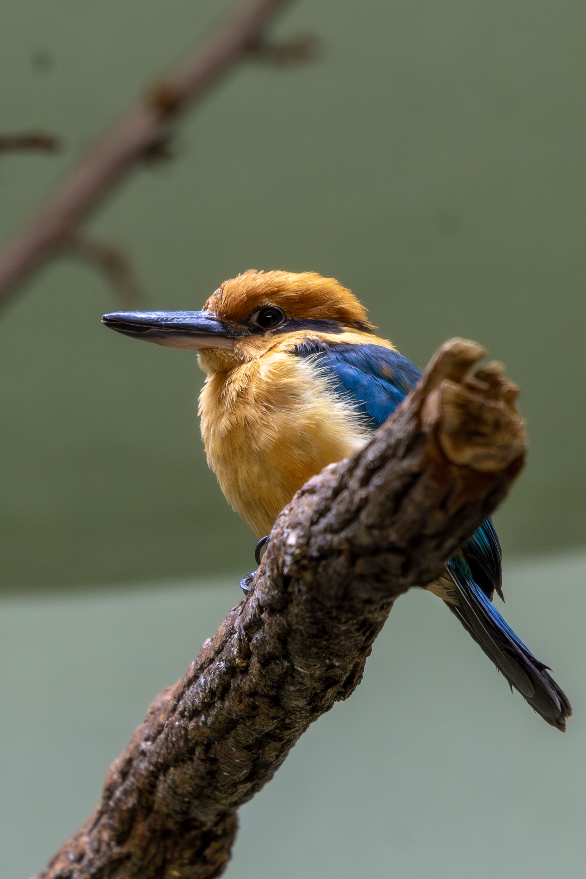 a guam kingfisher standing on a branch looking up