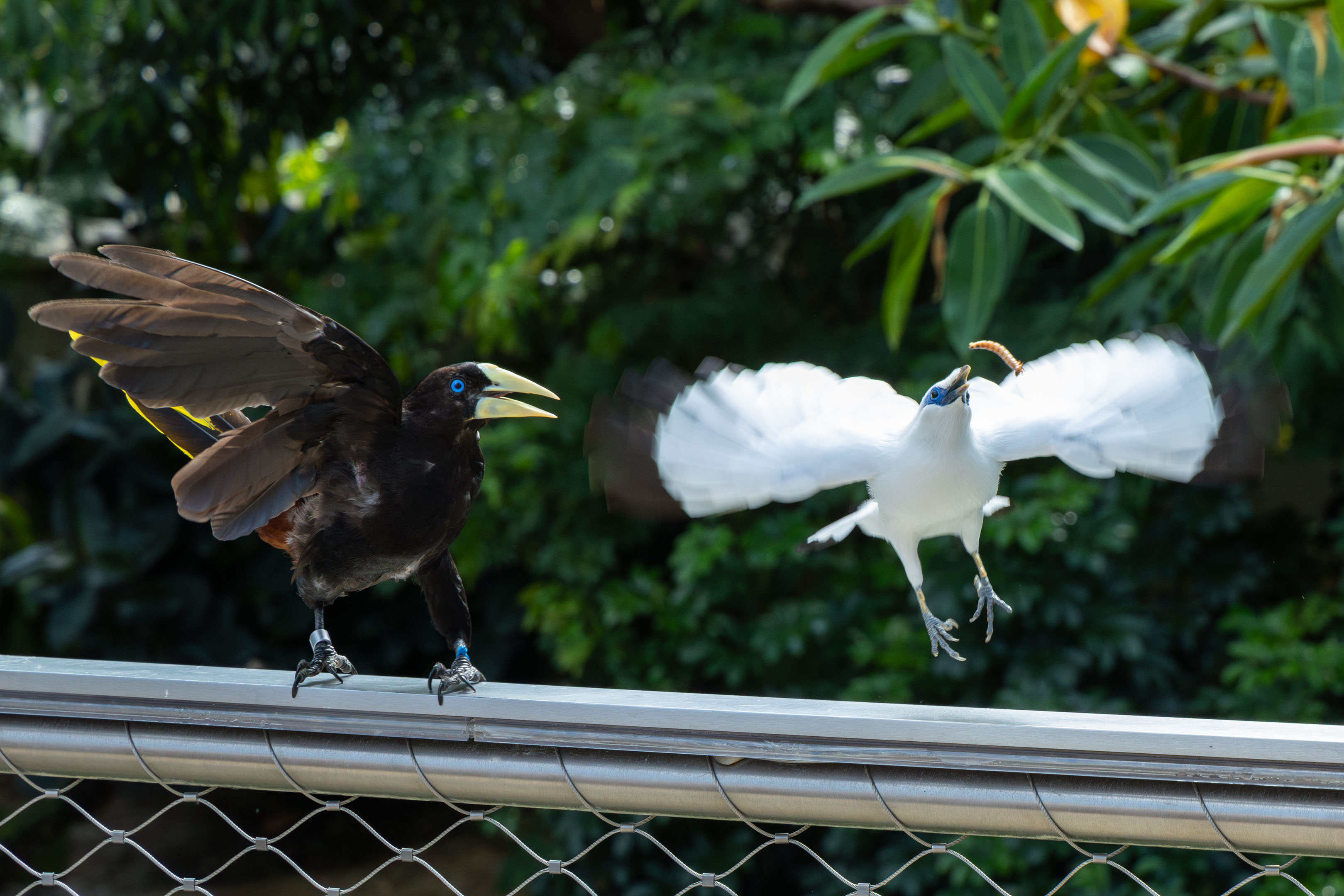 a bali myna flying up to catch a worm and a crested oropendola next to it getting startled