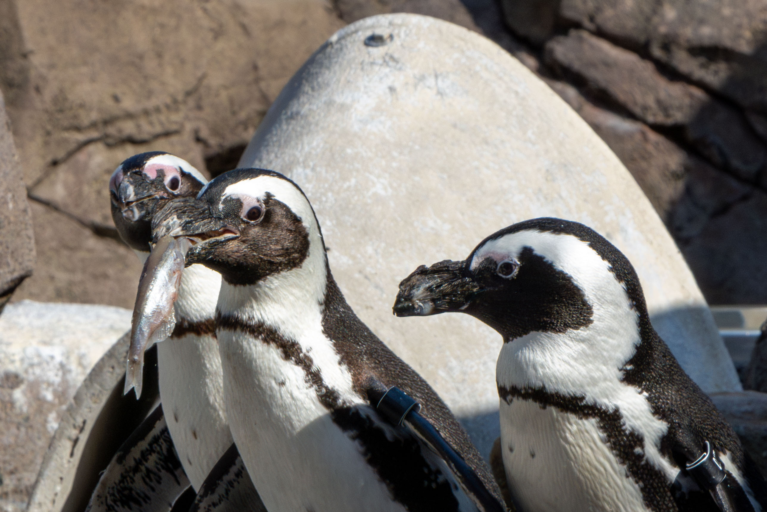 three african penguins standing under the sun, one with a fish in its mouth, the other two staring at it