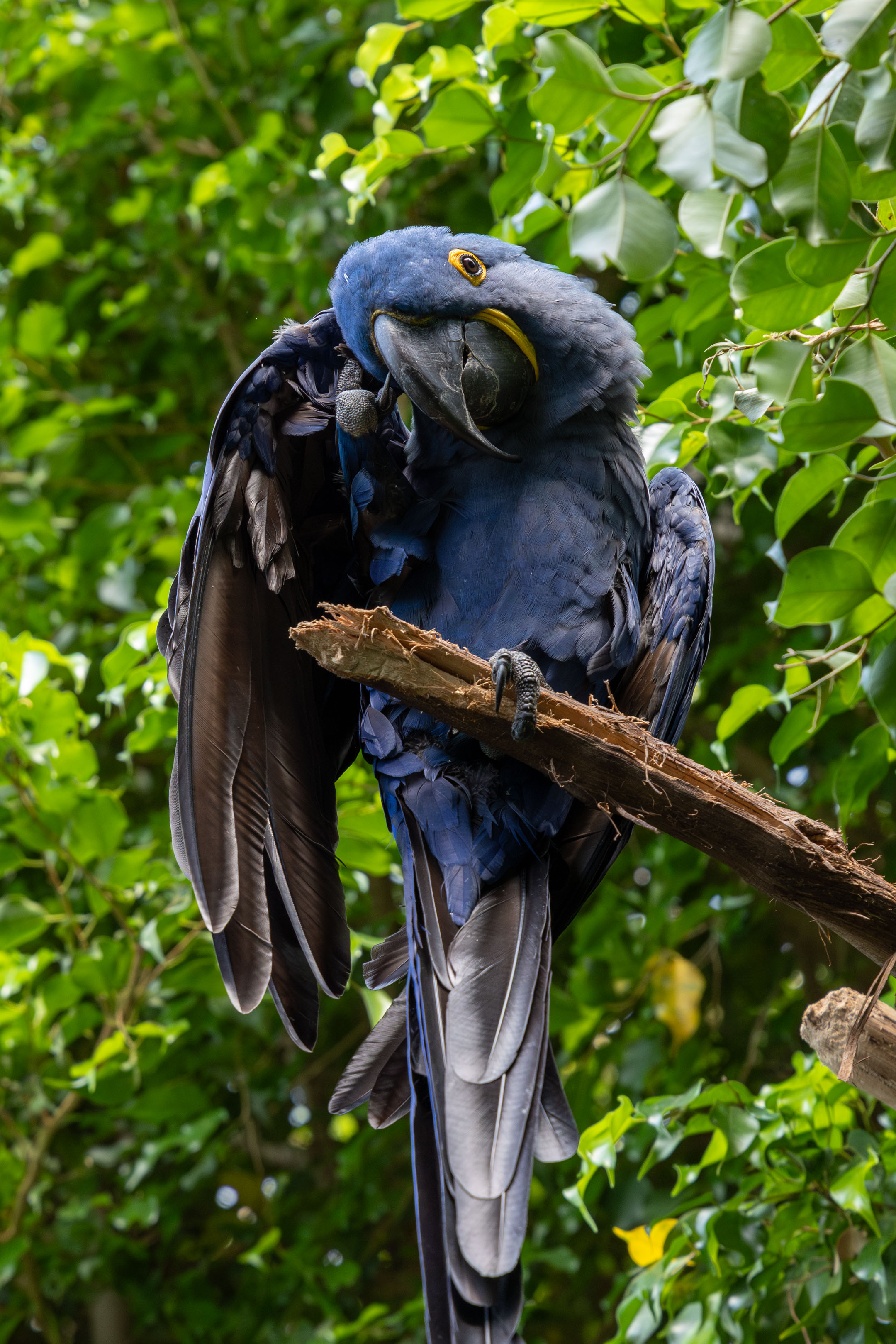 a hyacinth macaw standing on a branch picking its ear