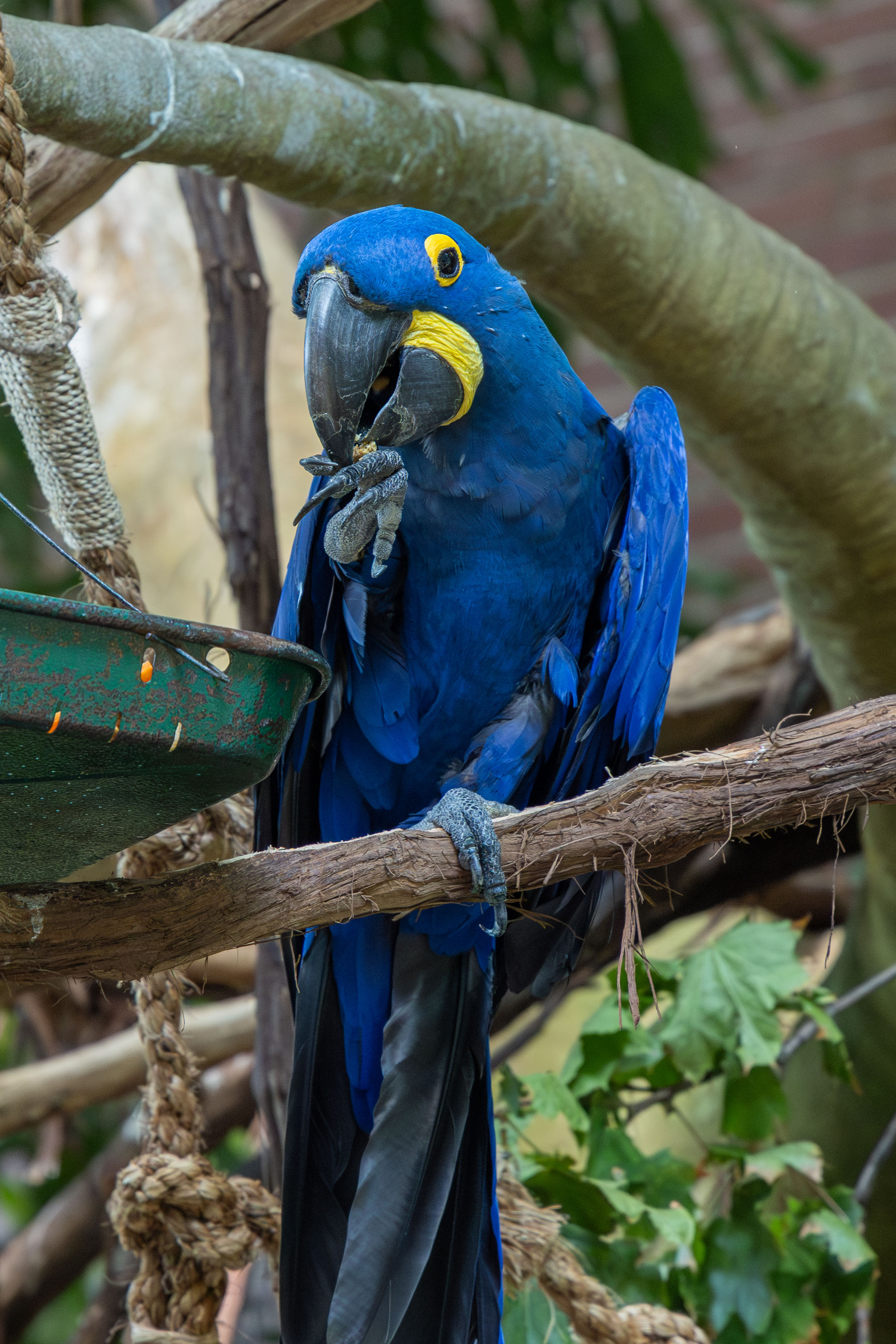 a hyacinth macaw standing on a branch eating food