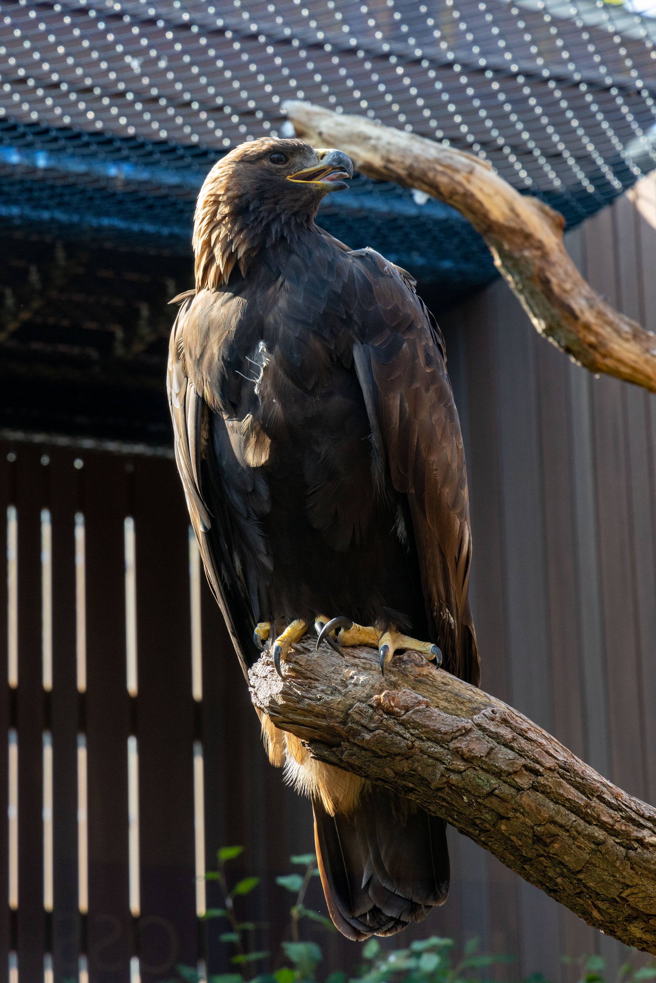 a golden eagle standing on a branch making calls