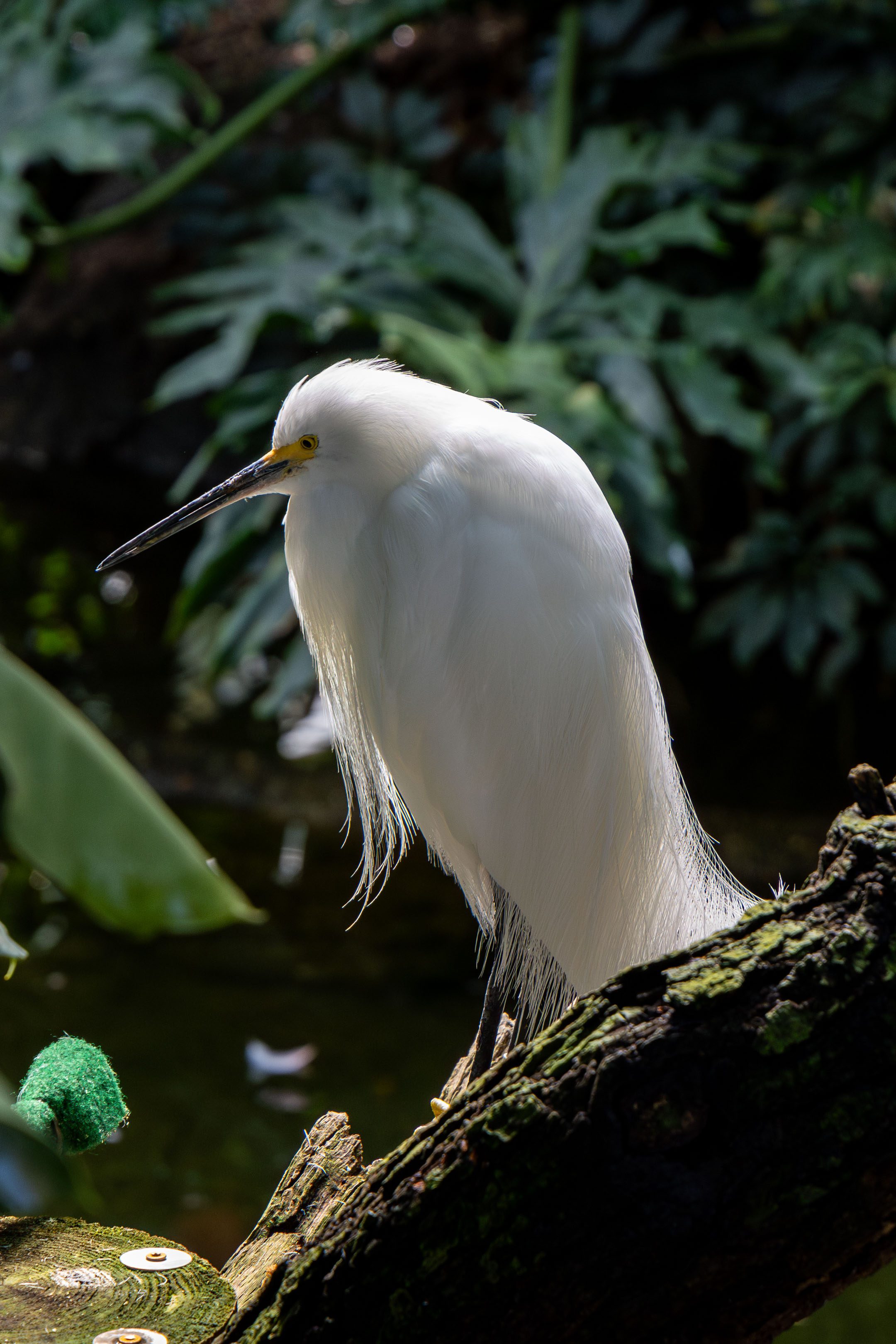 an eastern cattle egret standing on a branch facing sideway