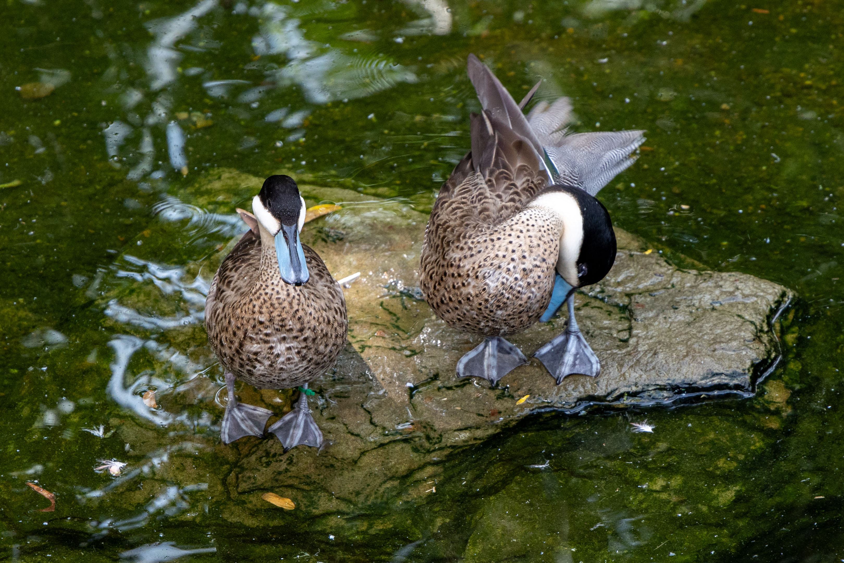 two puna teals standing on a rock in the middle of water