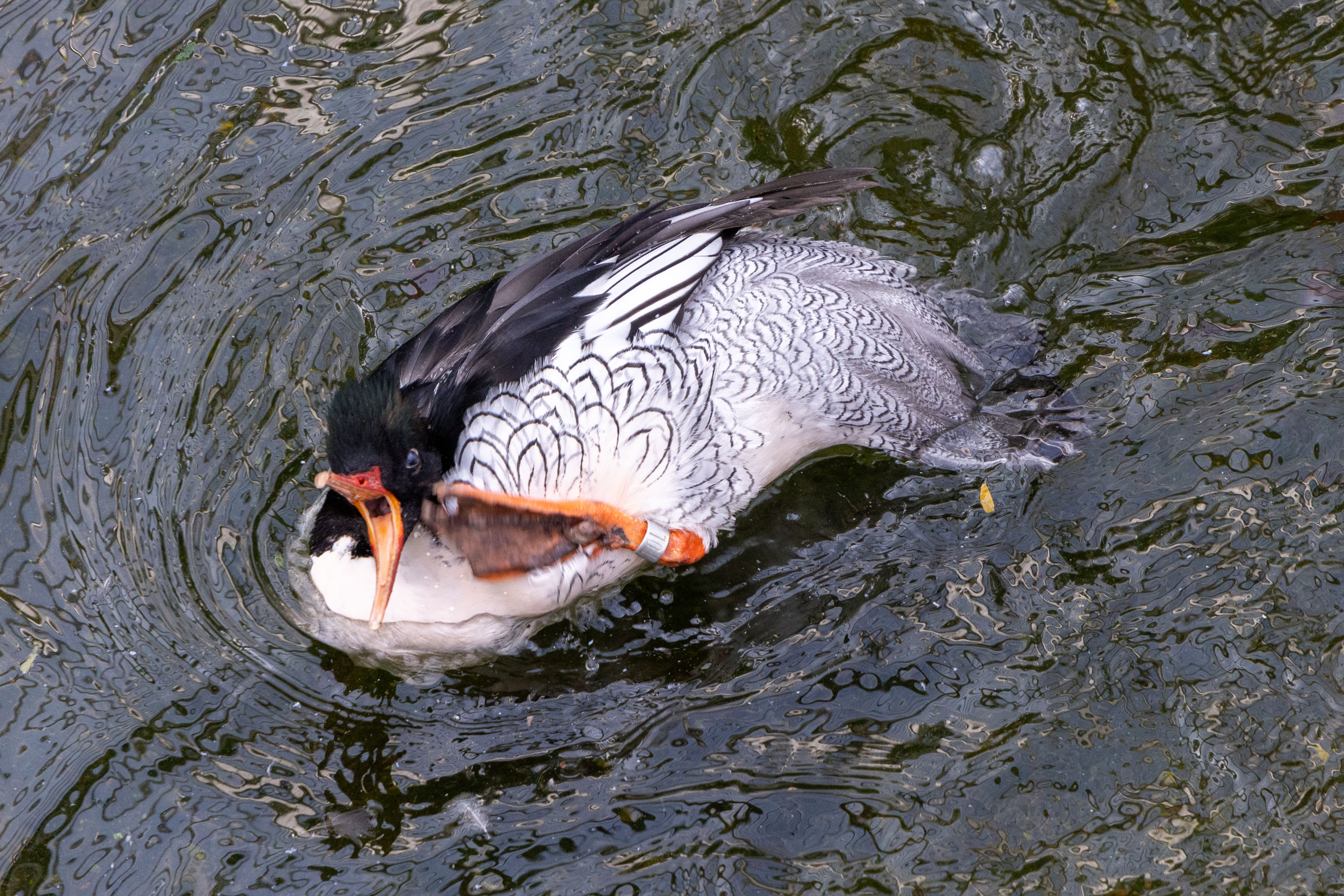 a scaly-sided merganser playing in the water