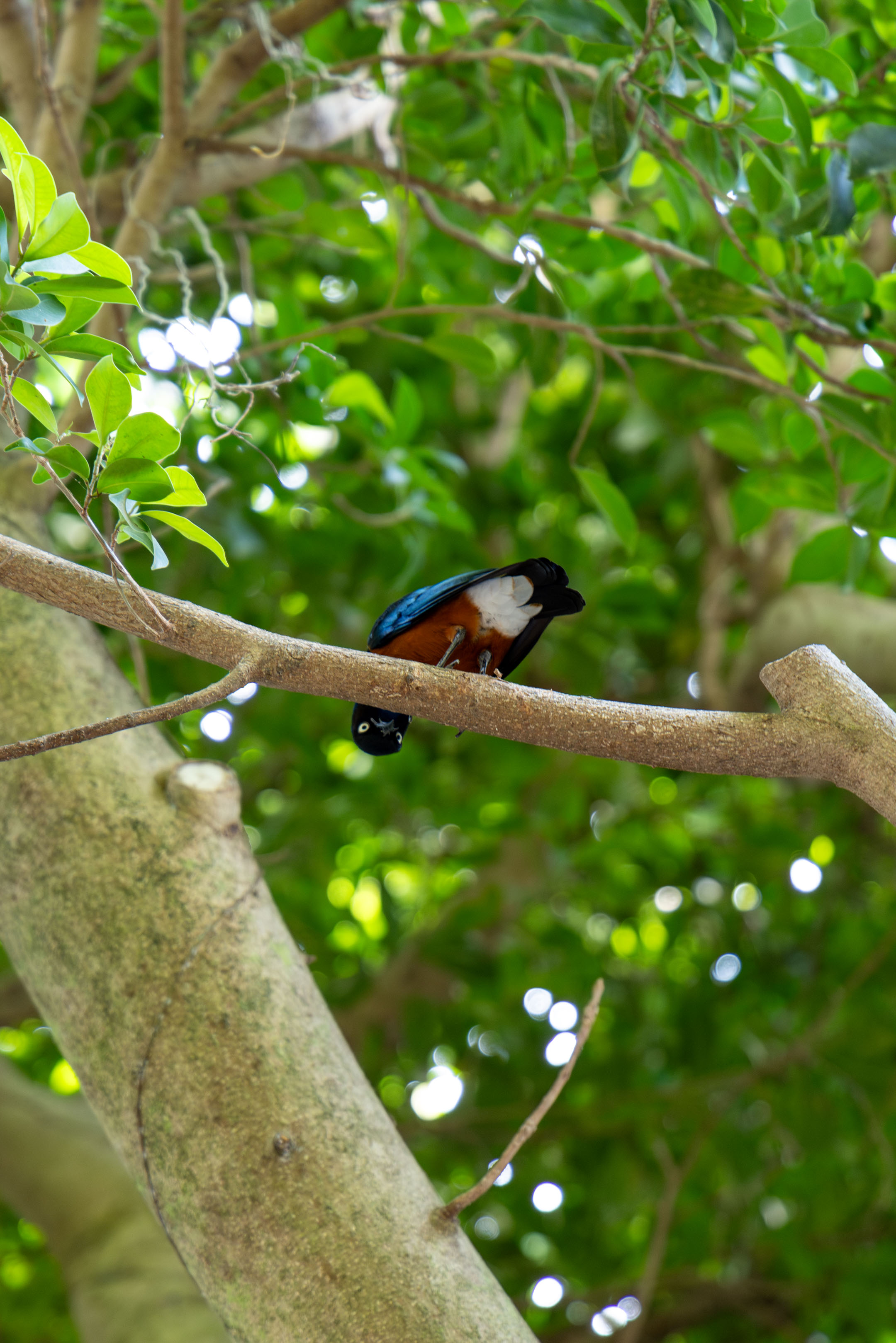 a superb starling standing on a branch looking down