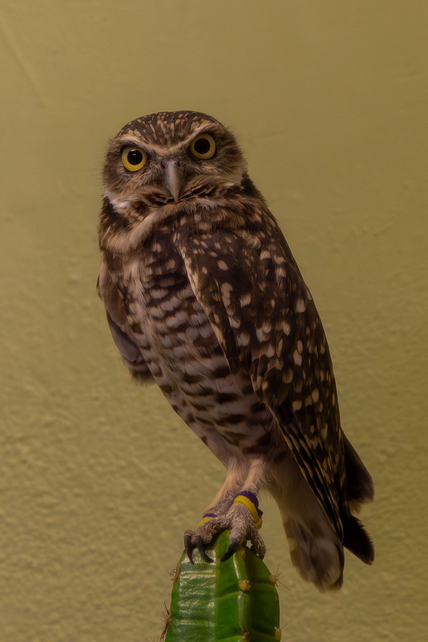 a burrowing owl standing on a cactus staring right at the camera