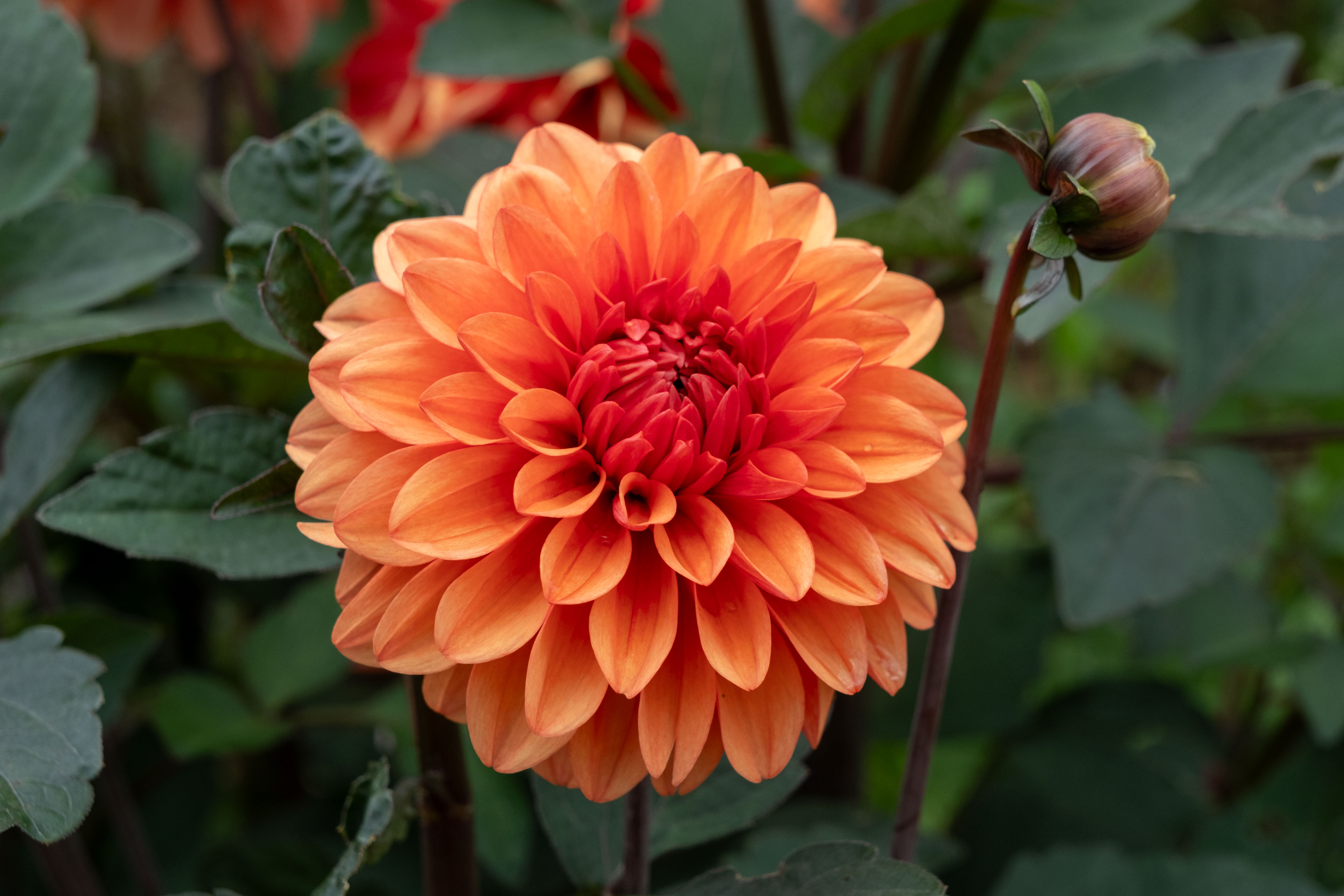 symmetrical orange flower