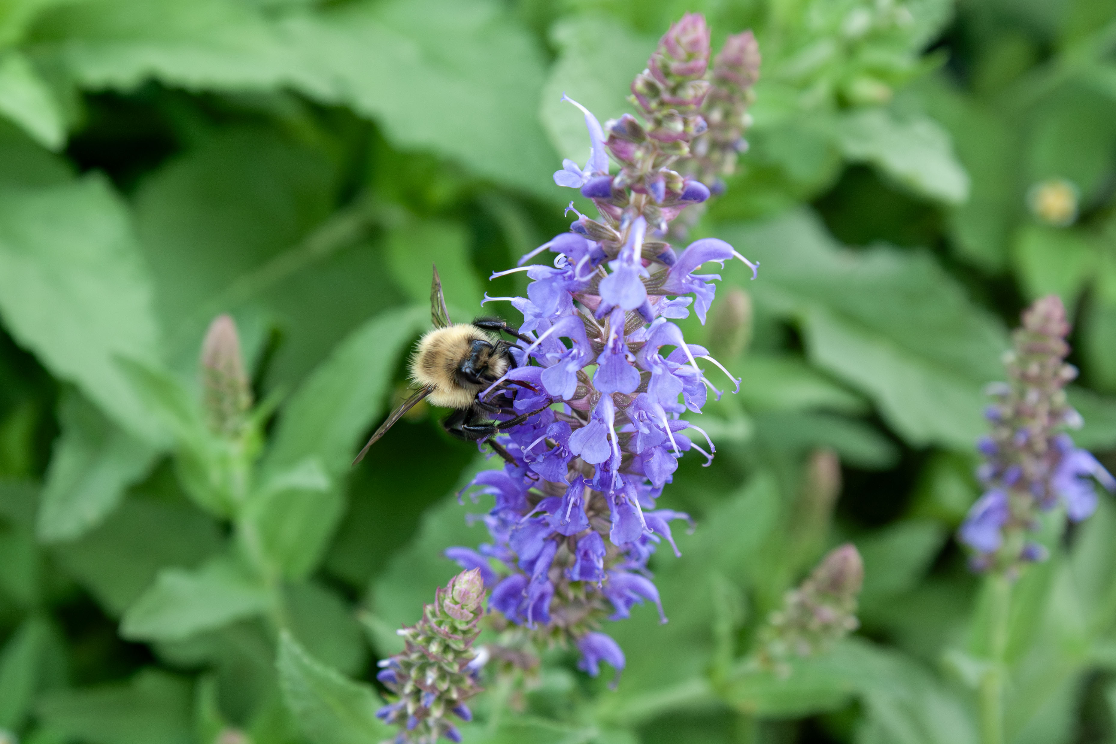 a bee stopping among purple flowers