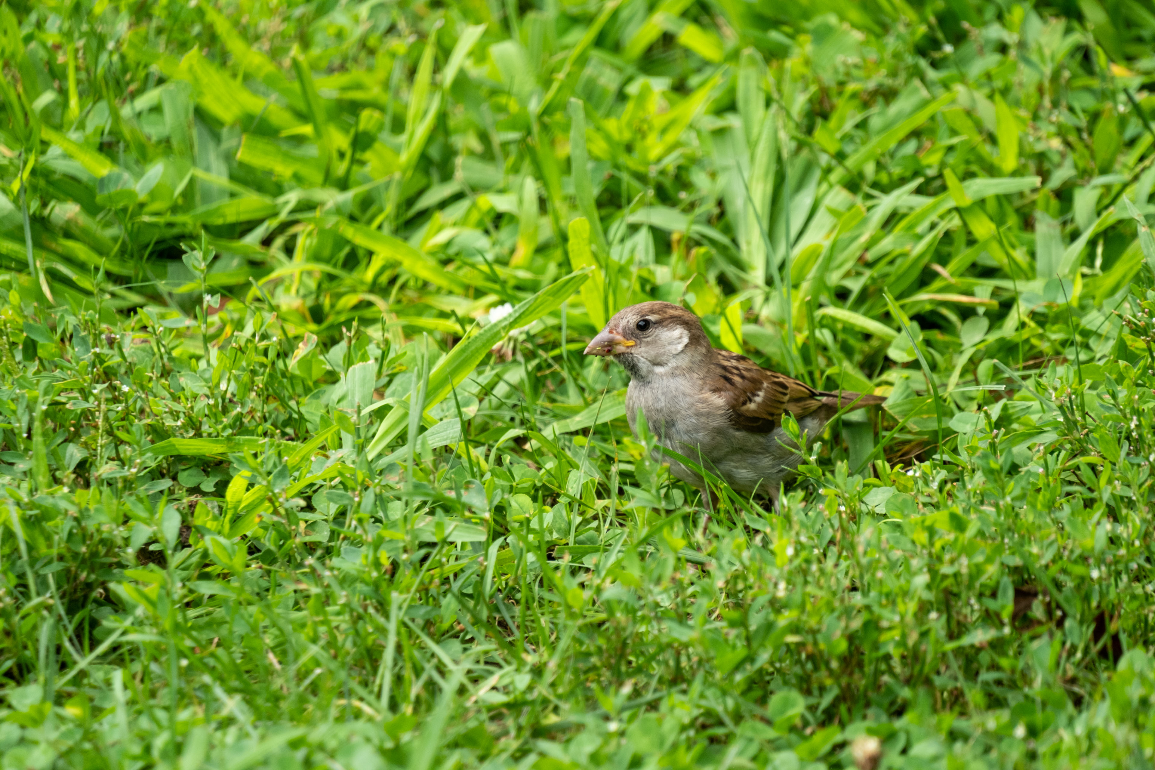 a sparrow on the grass