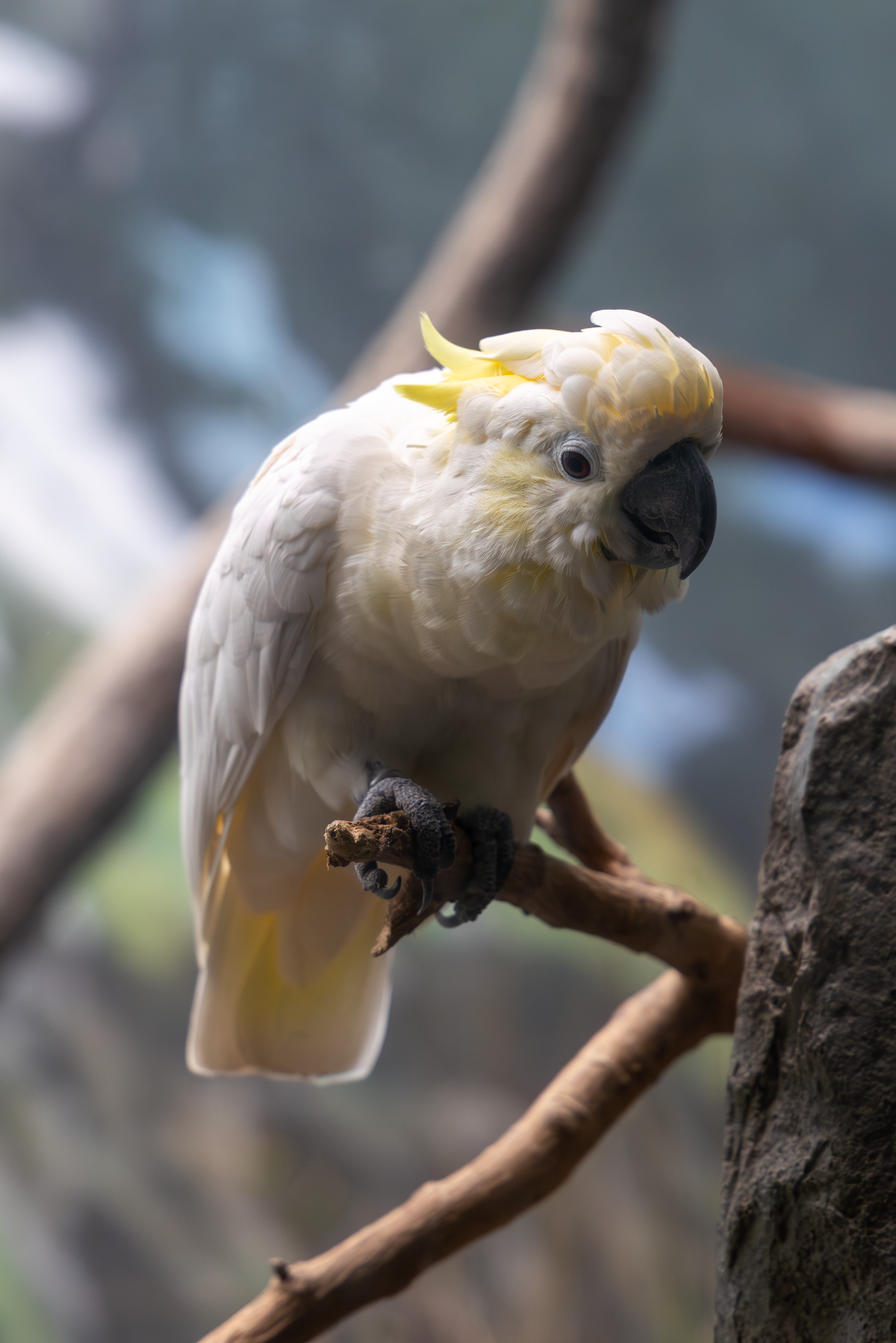 a white cockatoo standing on a branch leaning forward