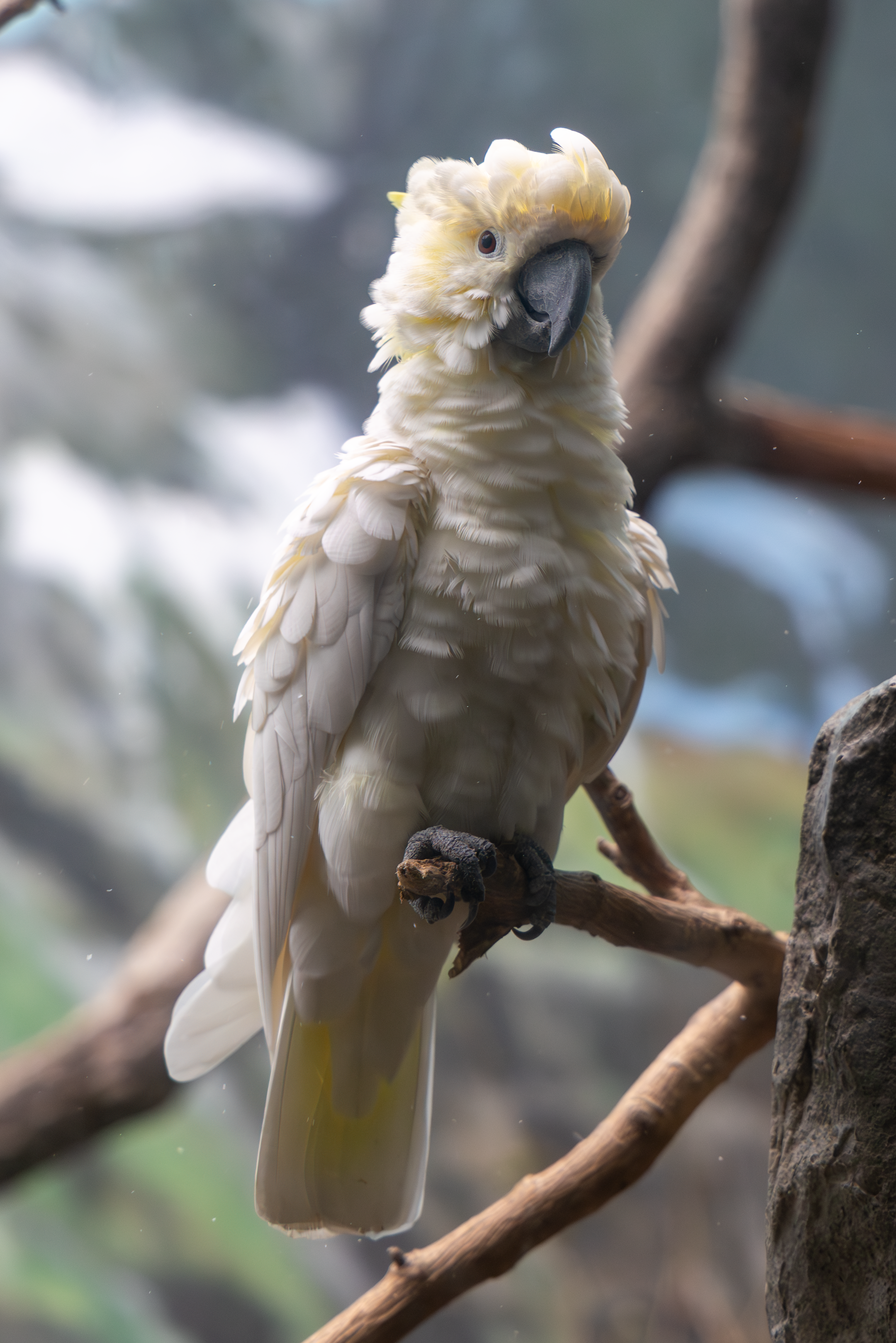 a white cockatoo standing on a branch with fluffy feathers