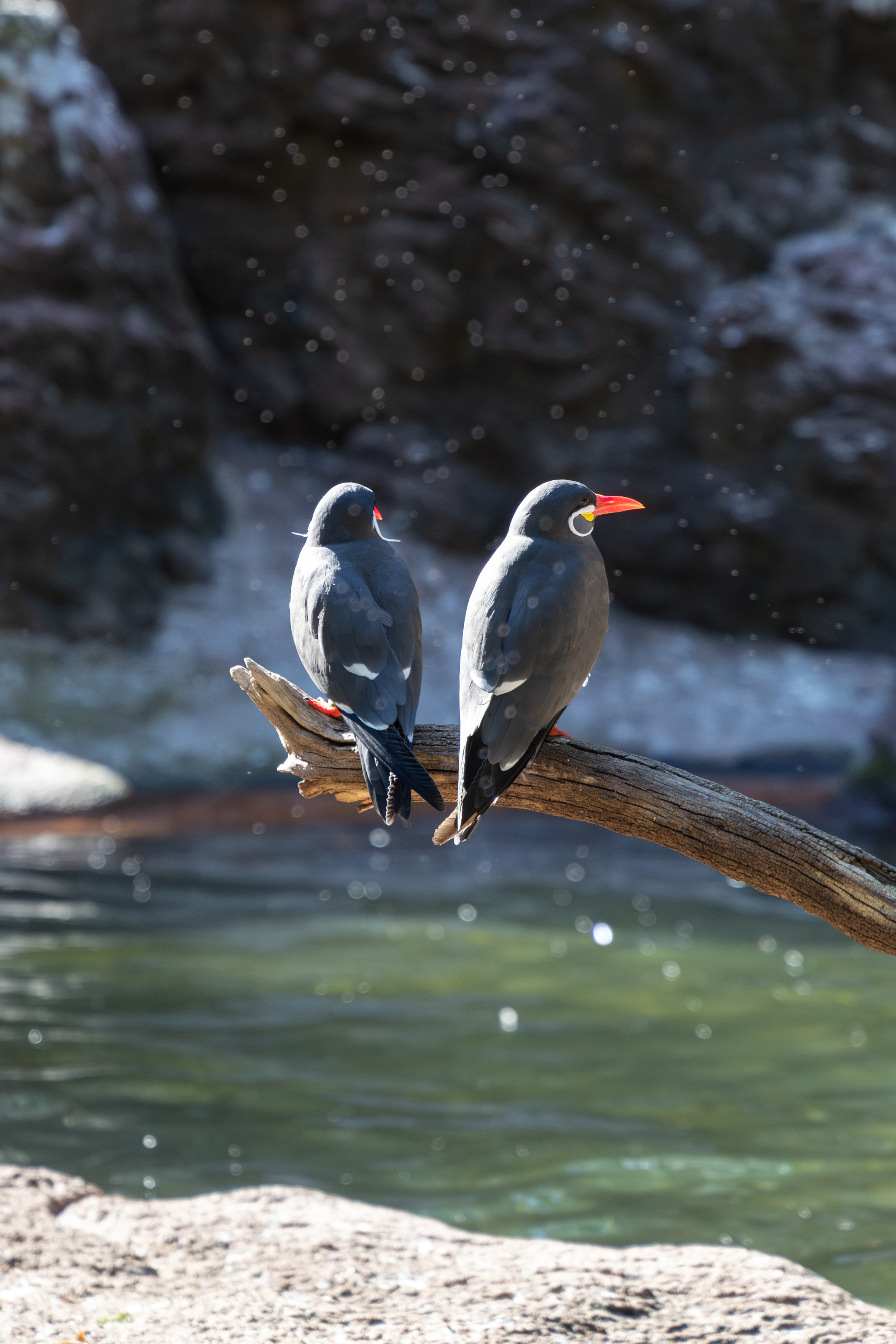 two inca terns standing on a branch next to a river with their backs facing the camera