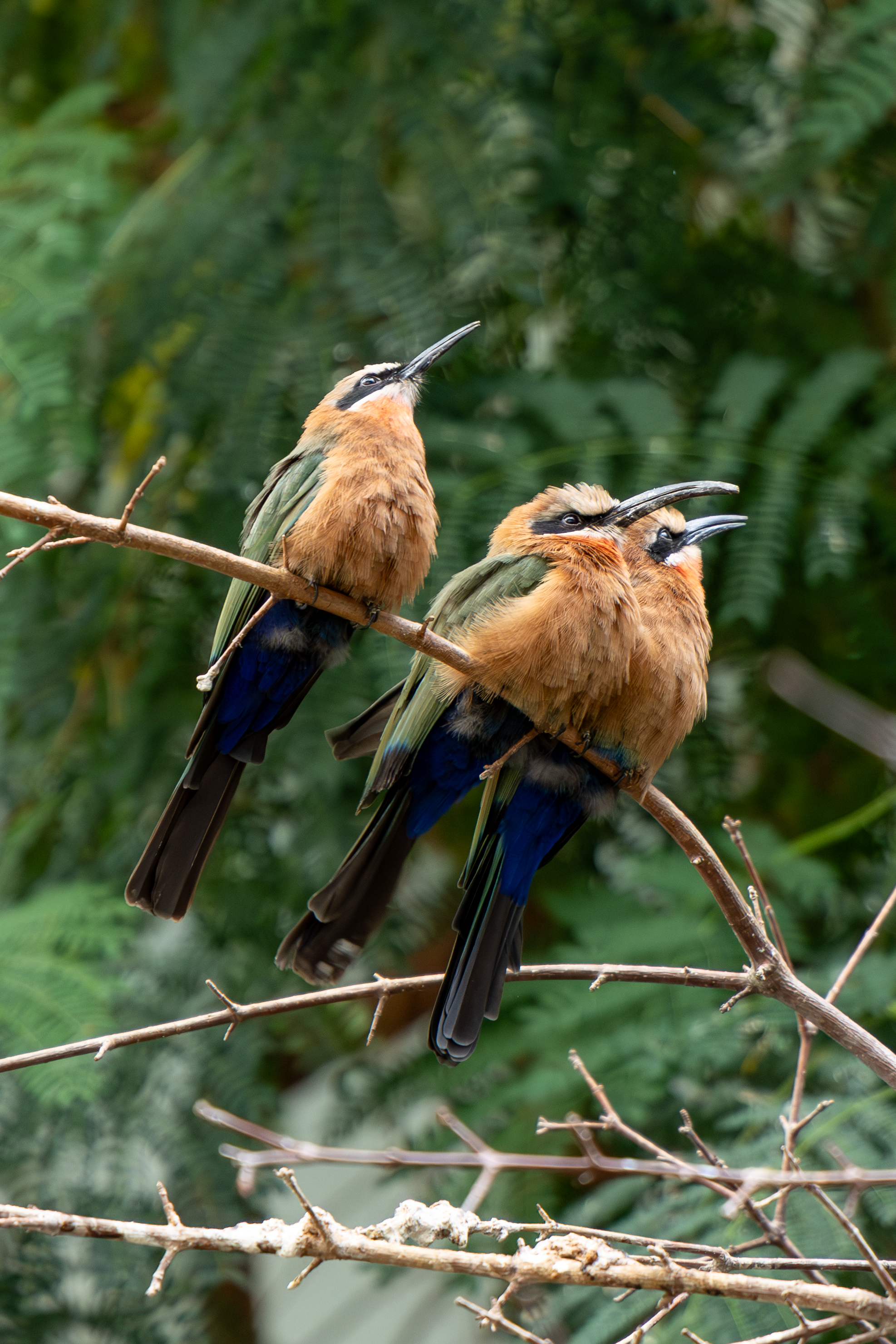 three white-fronted bee-eaters standing on a branch