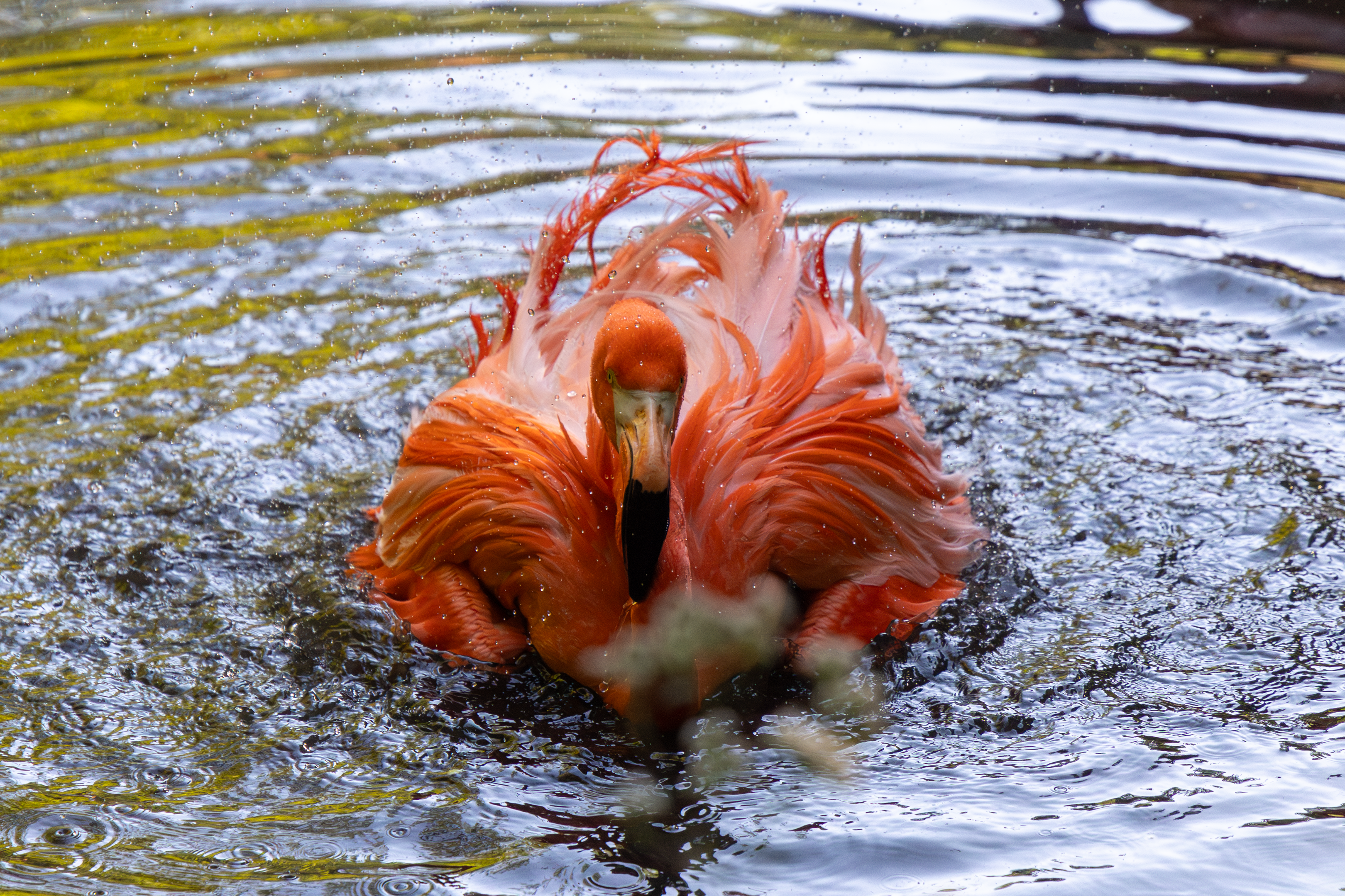 an american flamingo in the river