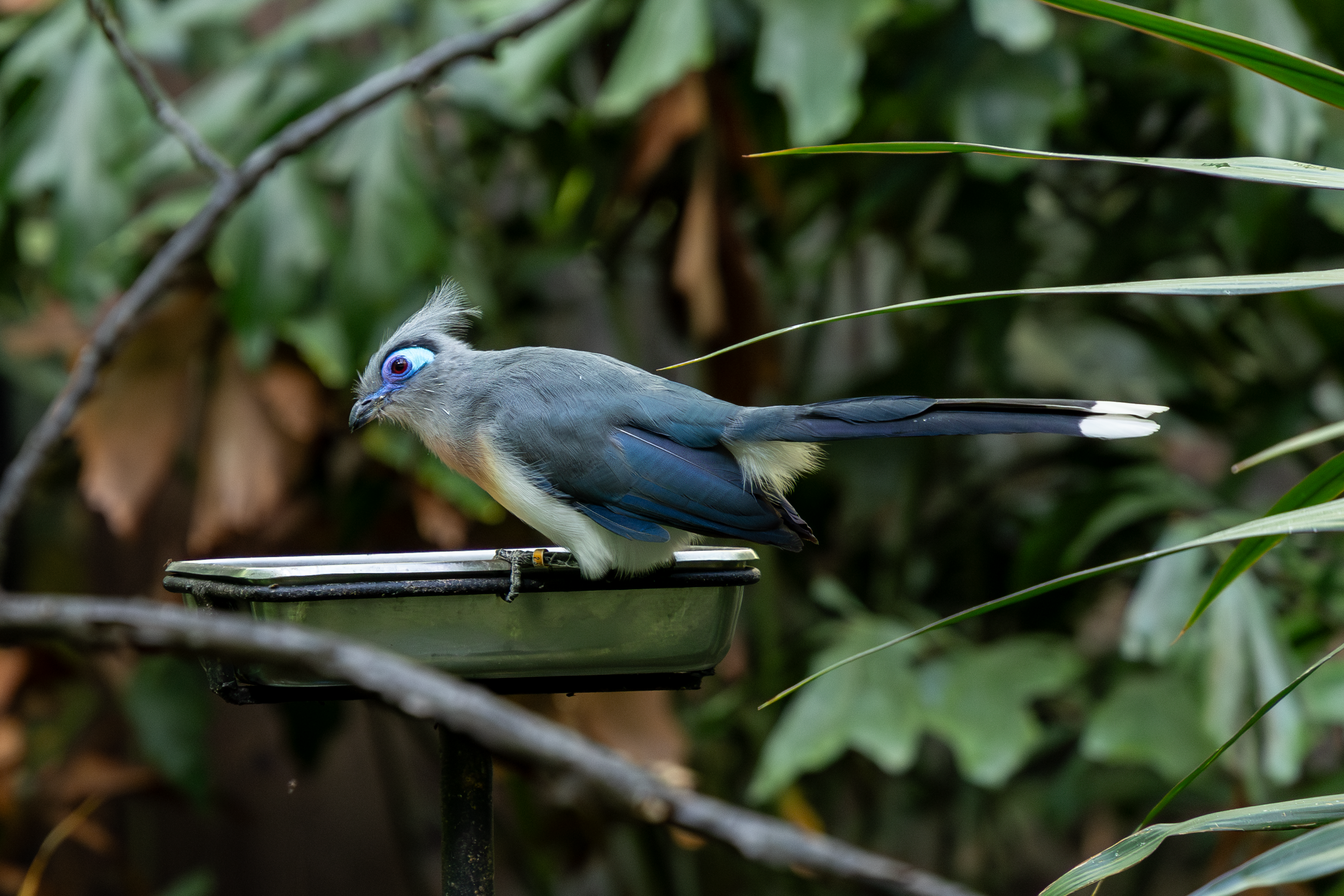 a crested coua standing on top of a food box