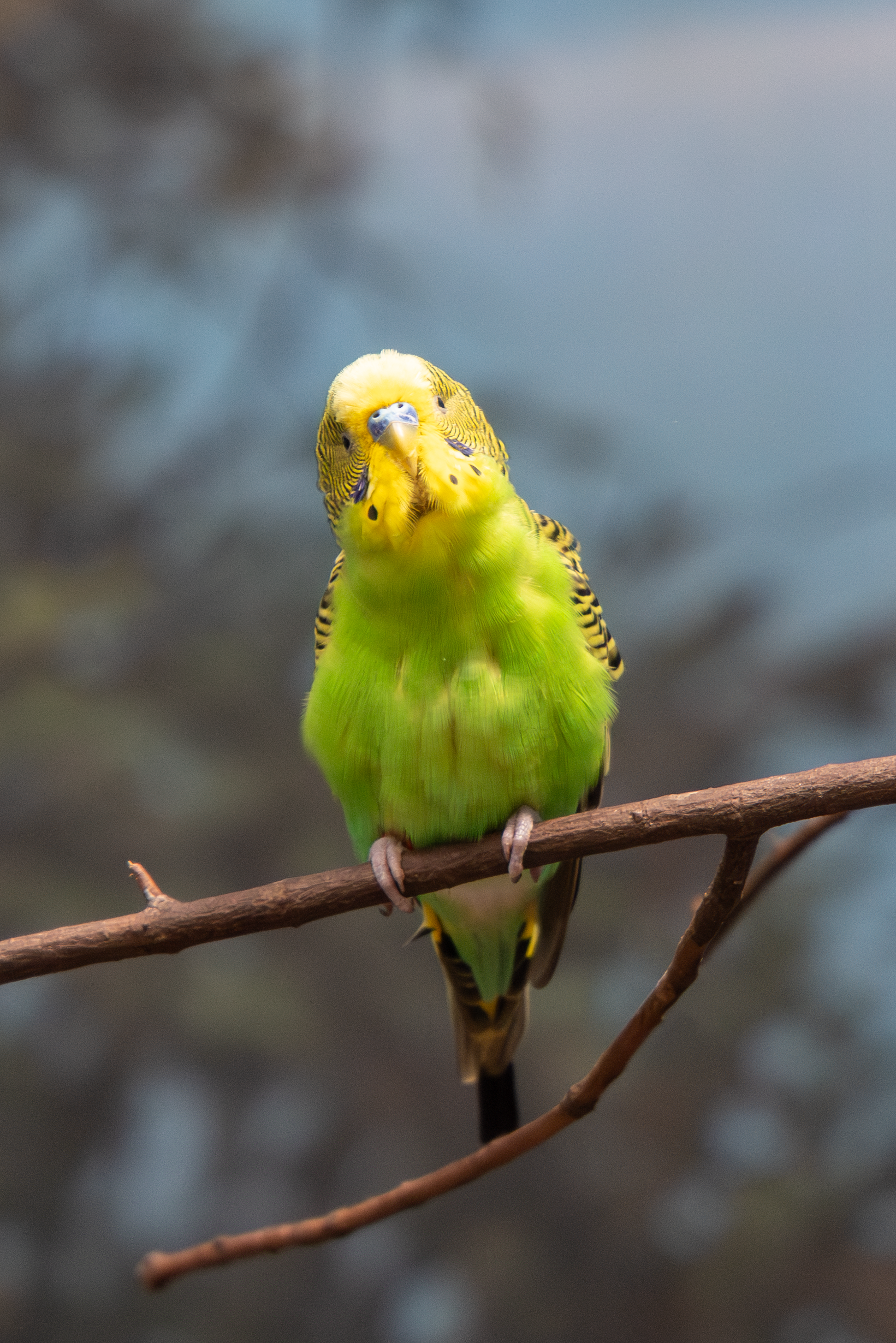 a budgie standing on a branch looking at the camera