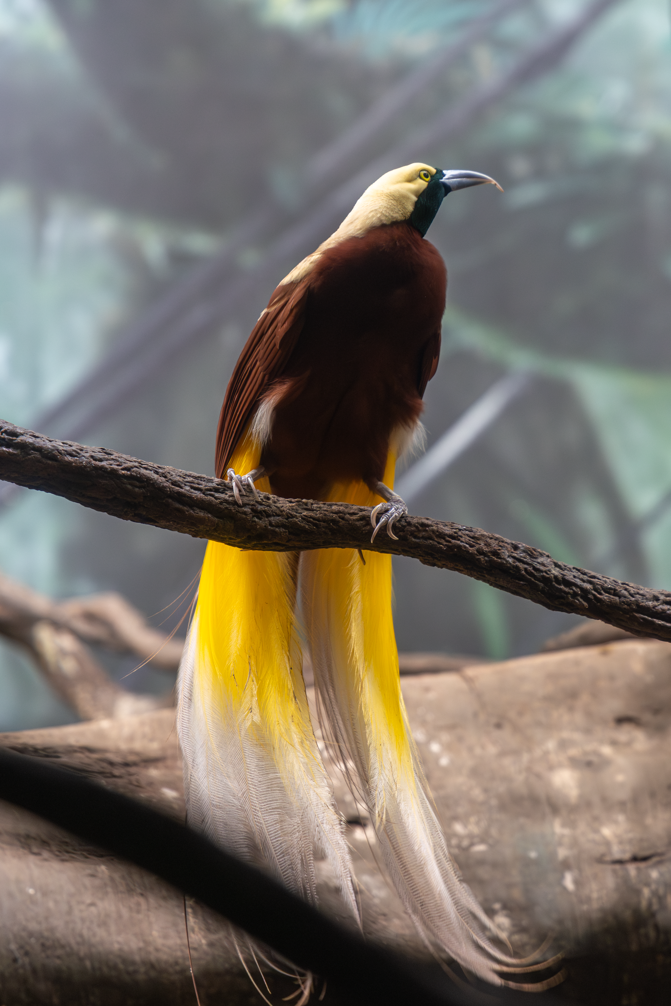 a lesser bird-of-paradise standing on a branch