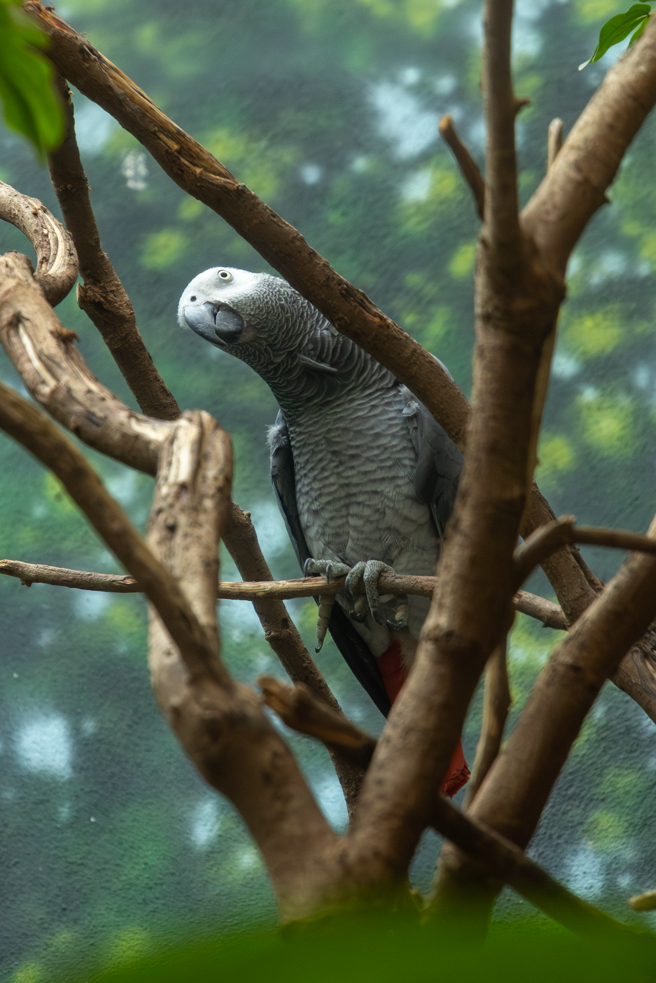 an african grey parrot standing on a branch with its head tilted looking at the camera