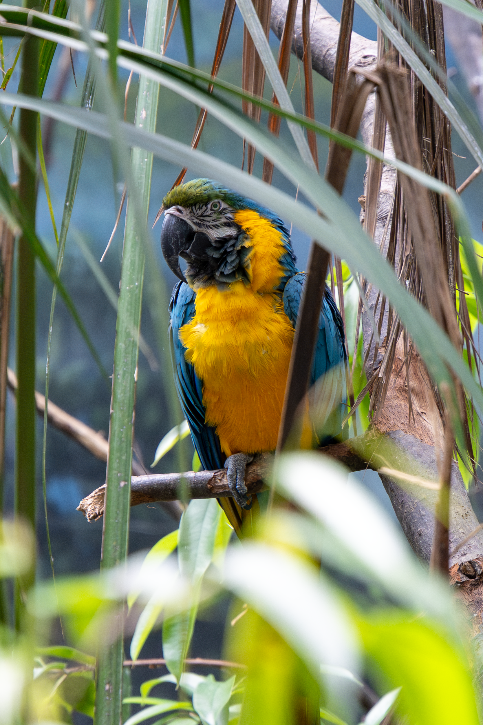 a blue-and-gold macaw standing on a branch