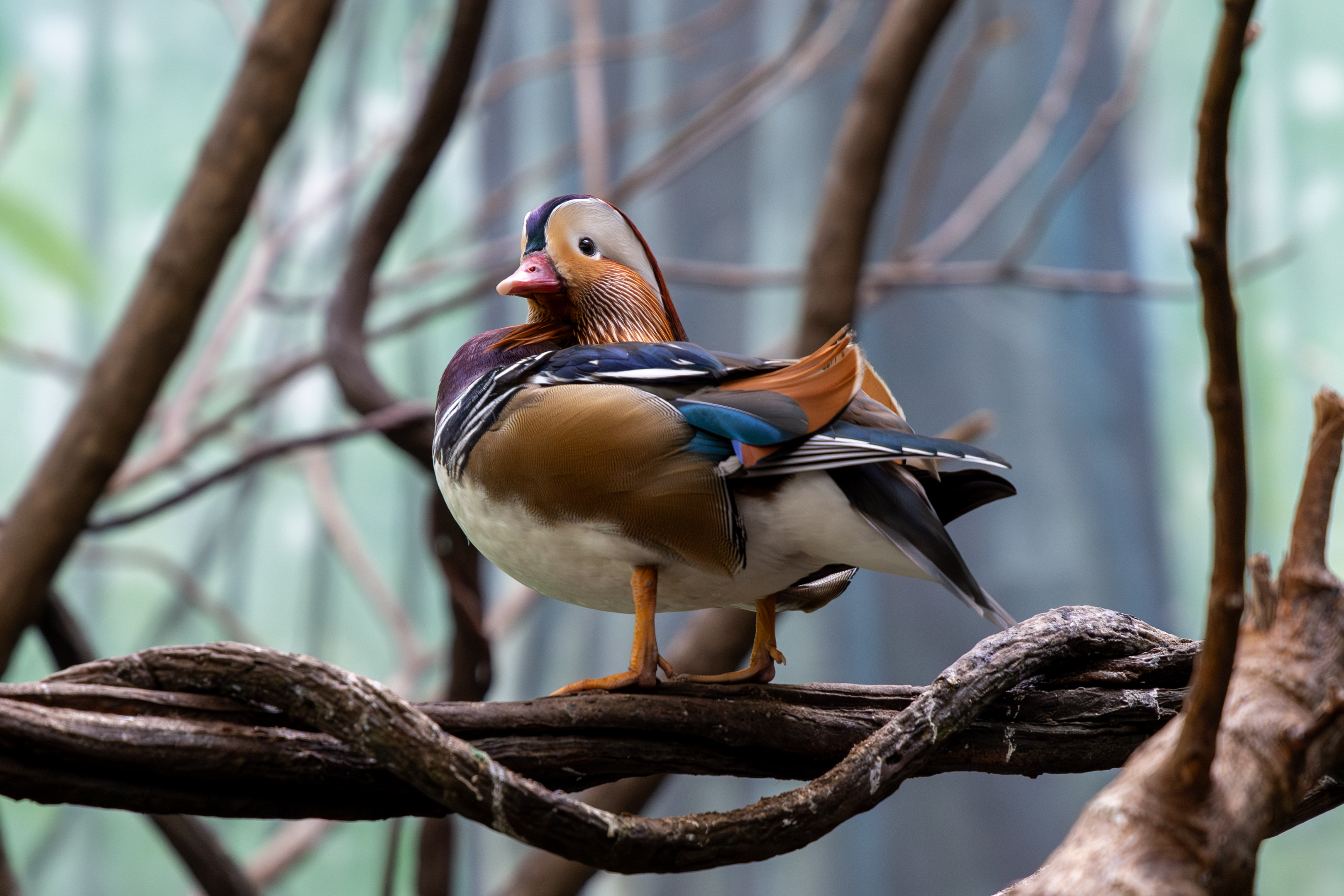 a mandarin duck standing on a branch