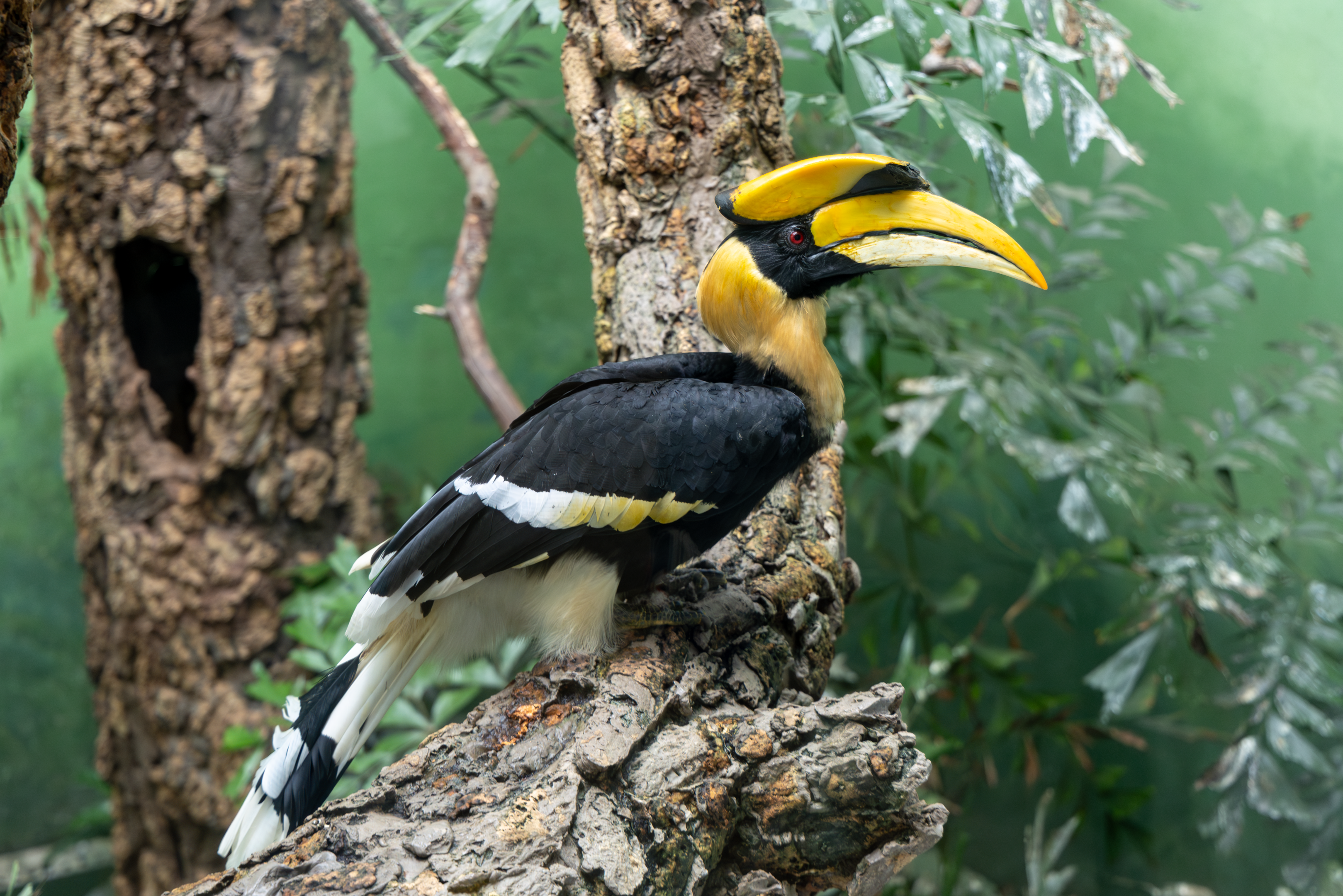 a great hornbill standing on a branch