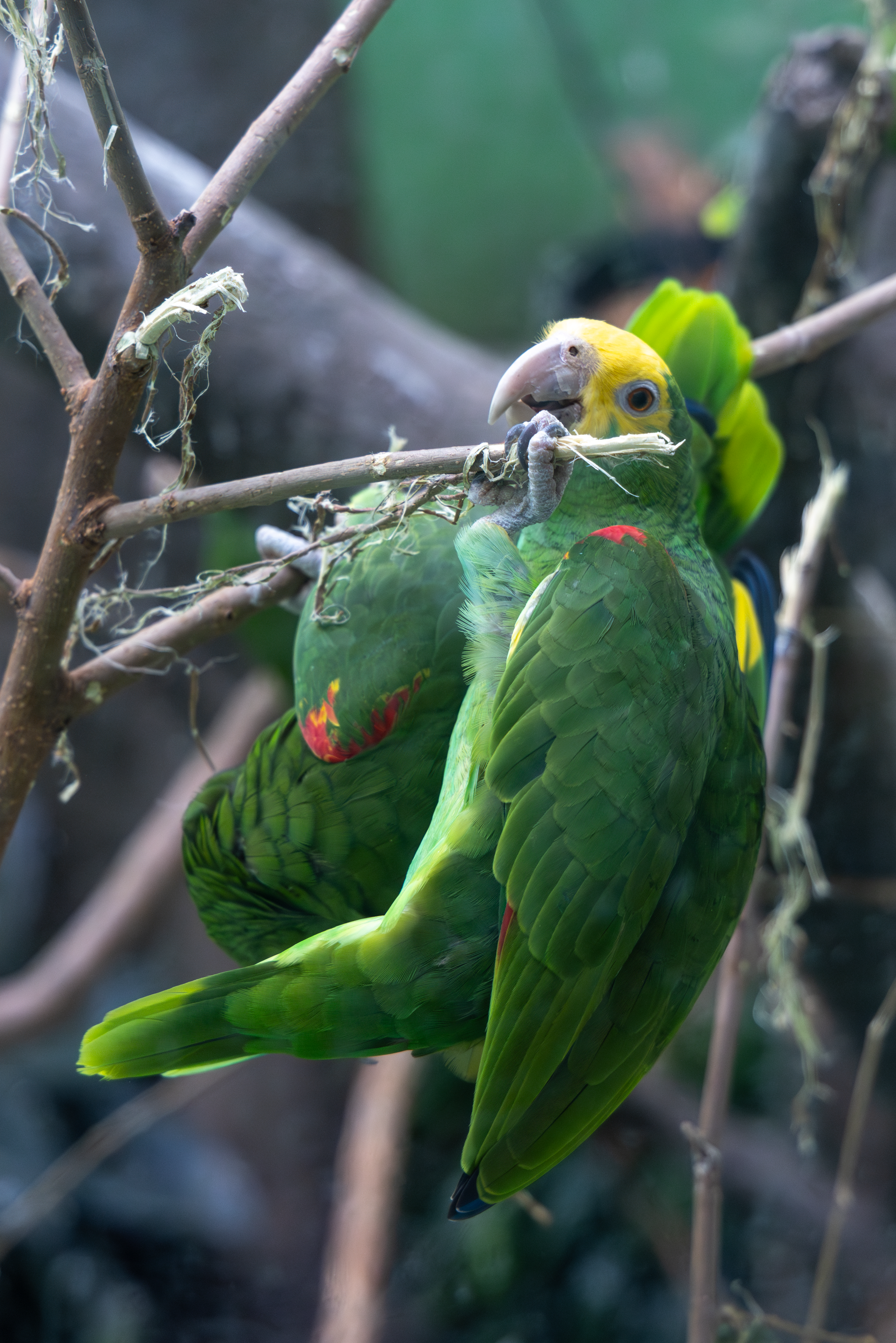 two amazon parrots hanging on a branch playing with each other