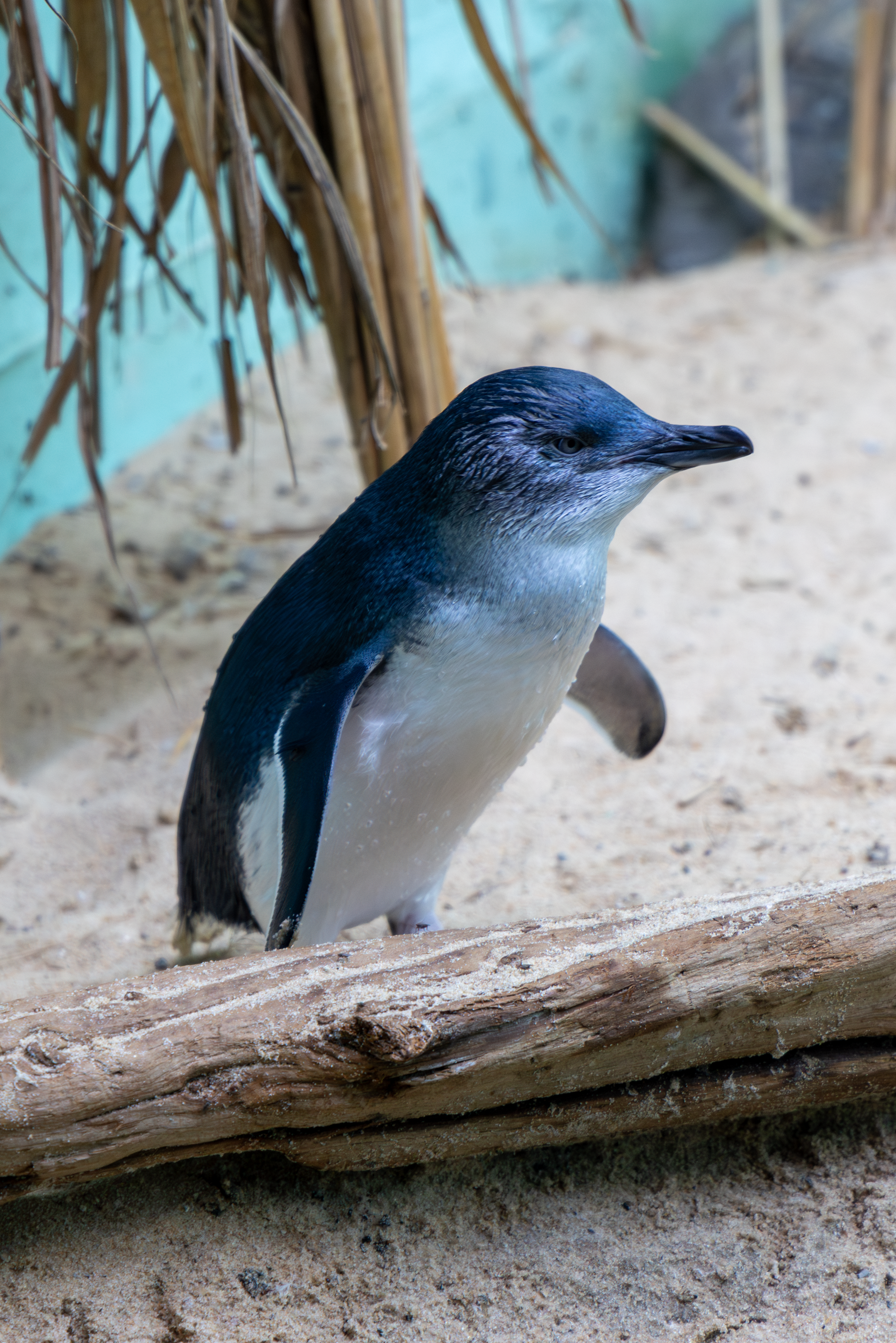 an african penguin standing on the sand