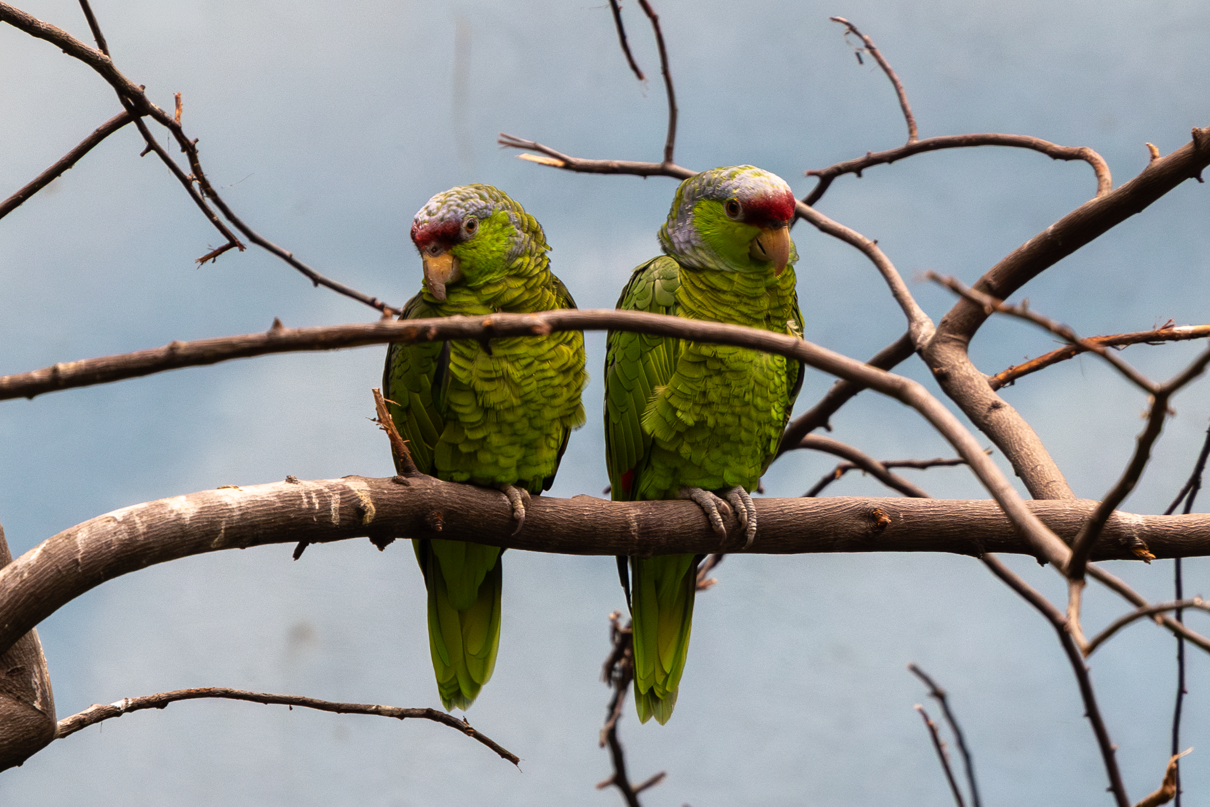 two lilac-crowned parrots standing on a branch next to each other