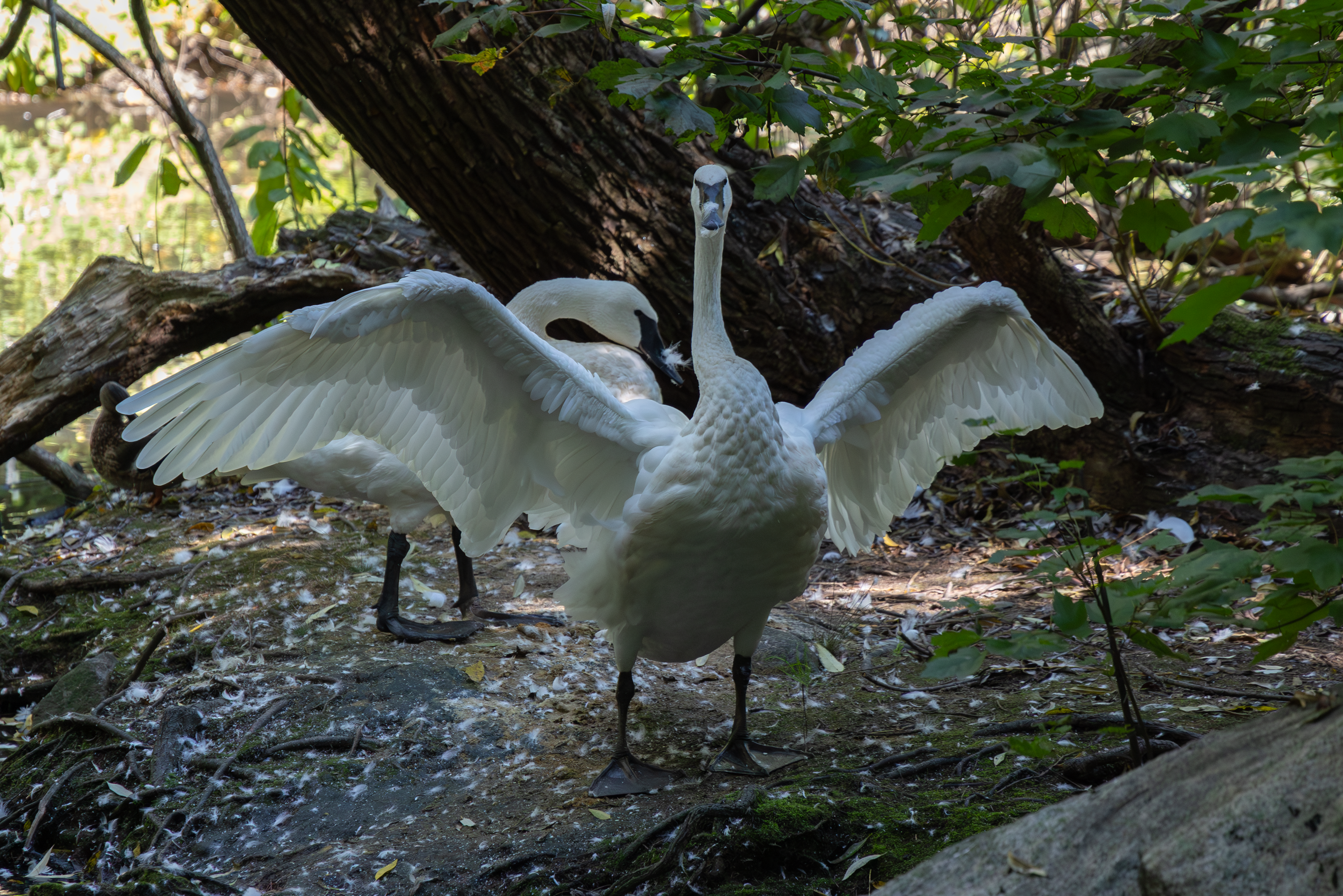 a trumpeter swan on the ground with its wings spreading