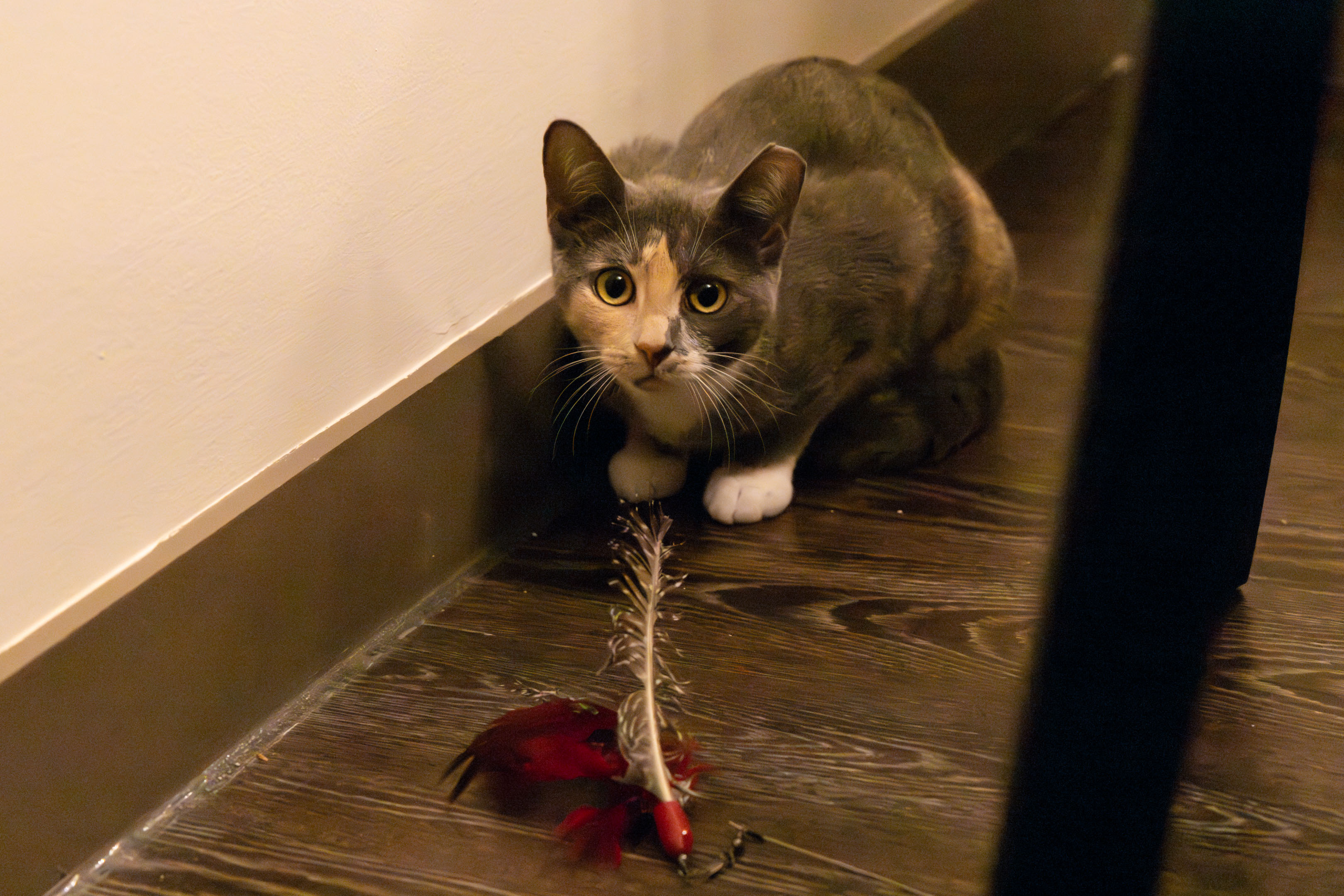 Yuzu with her toy