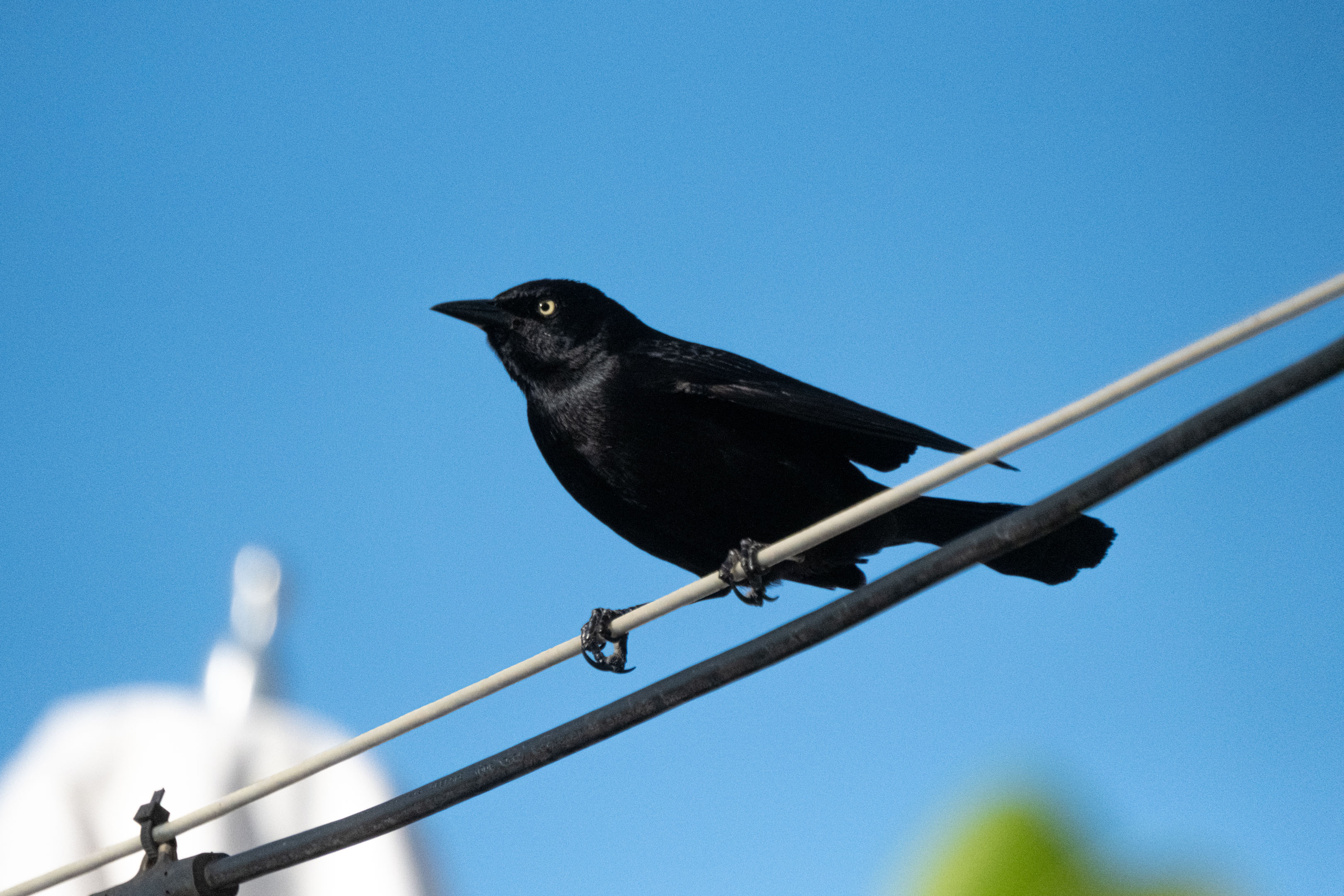 a black chango standing on a wire with the sky in the background