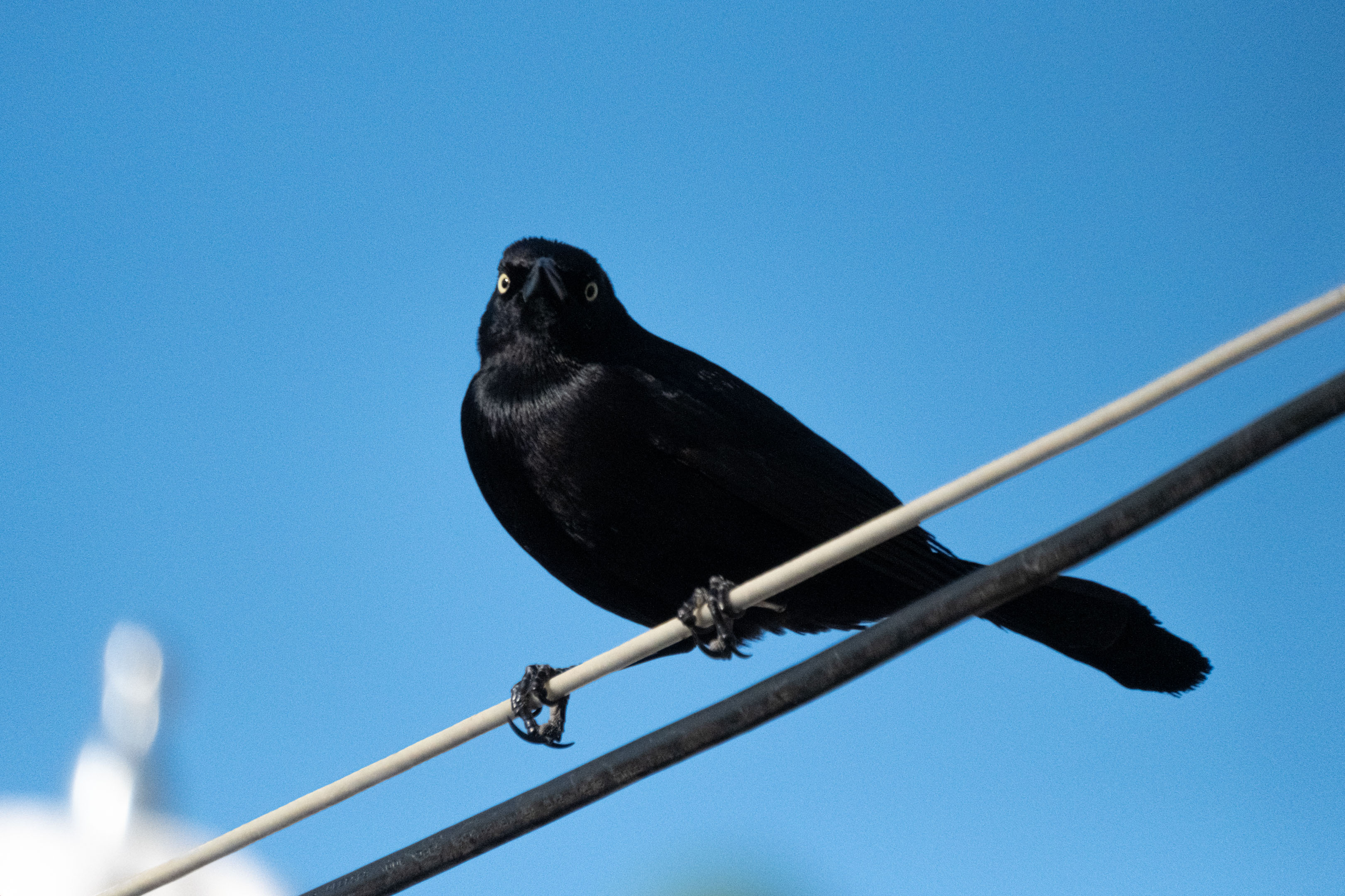 a black chango standing on a wire with the sky in the background, staring at the camera