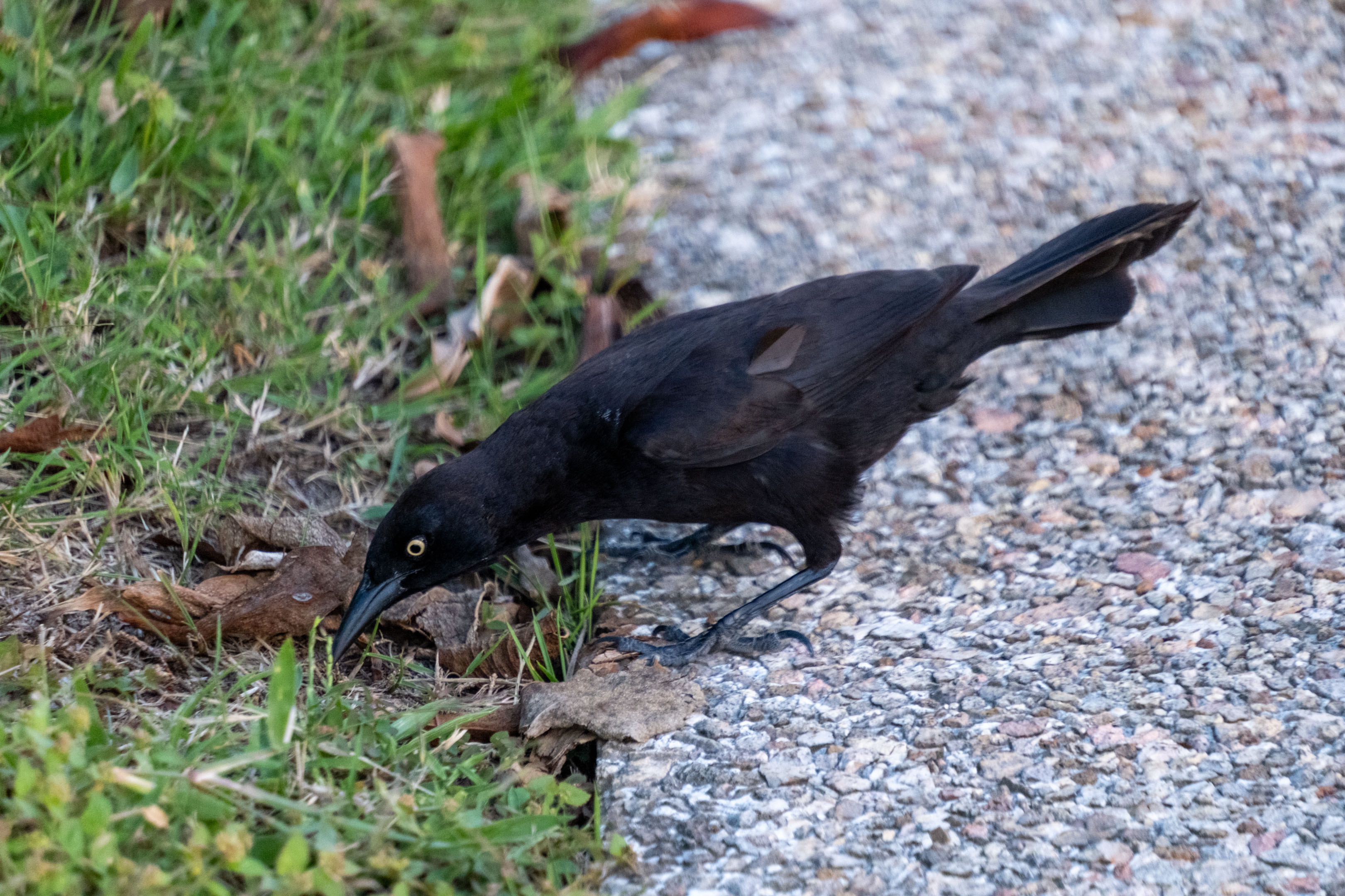 a black chango seeking food on the grass