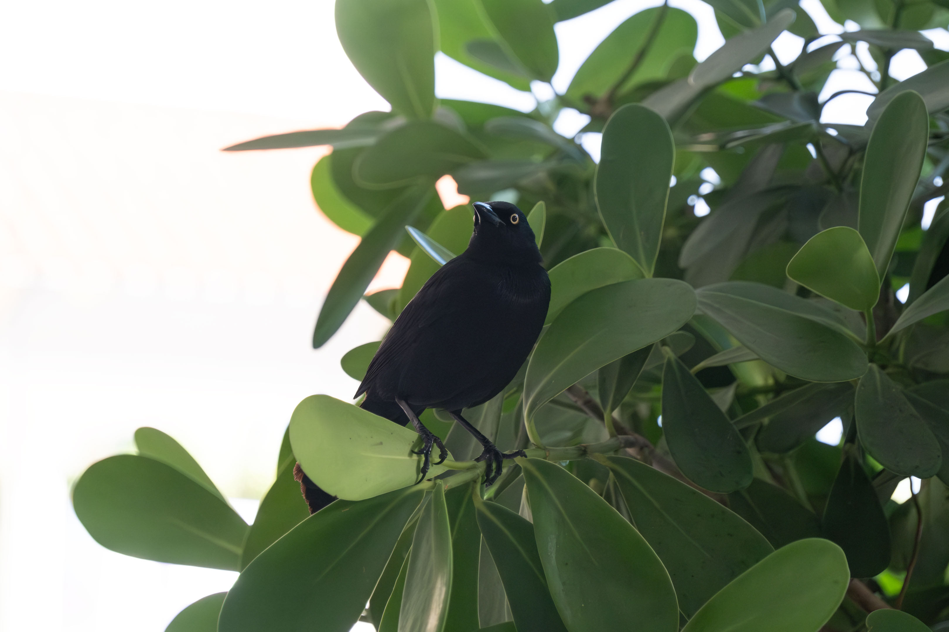 a black change standing on a plant
