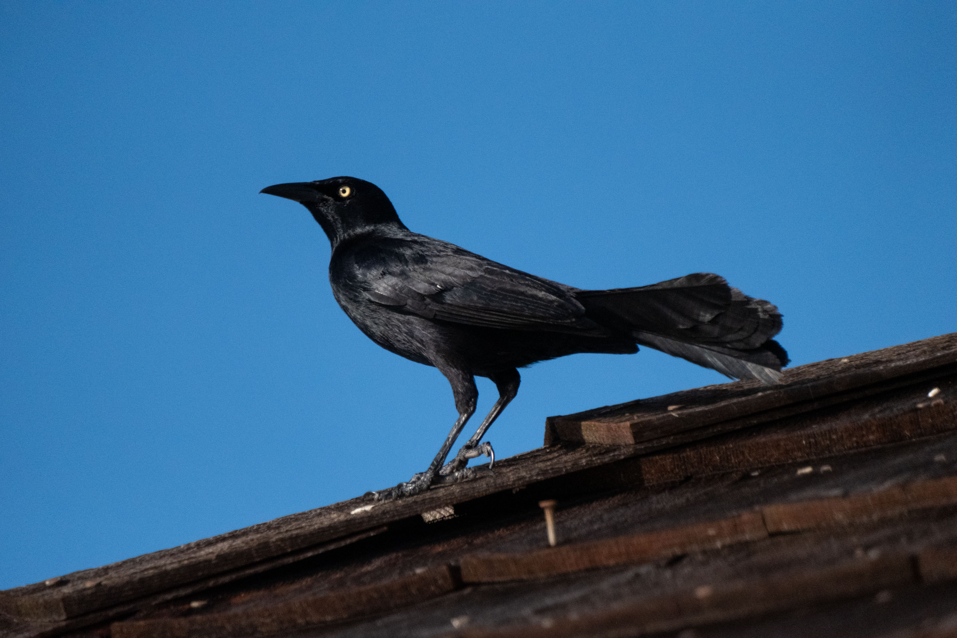 a black chango standing on the roof of a cabana