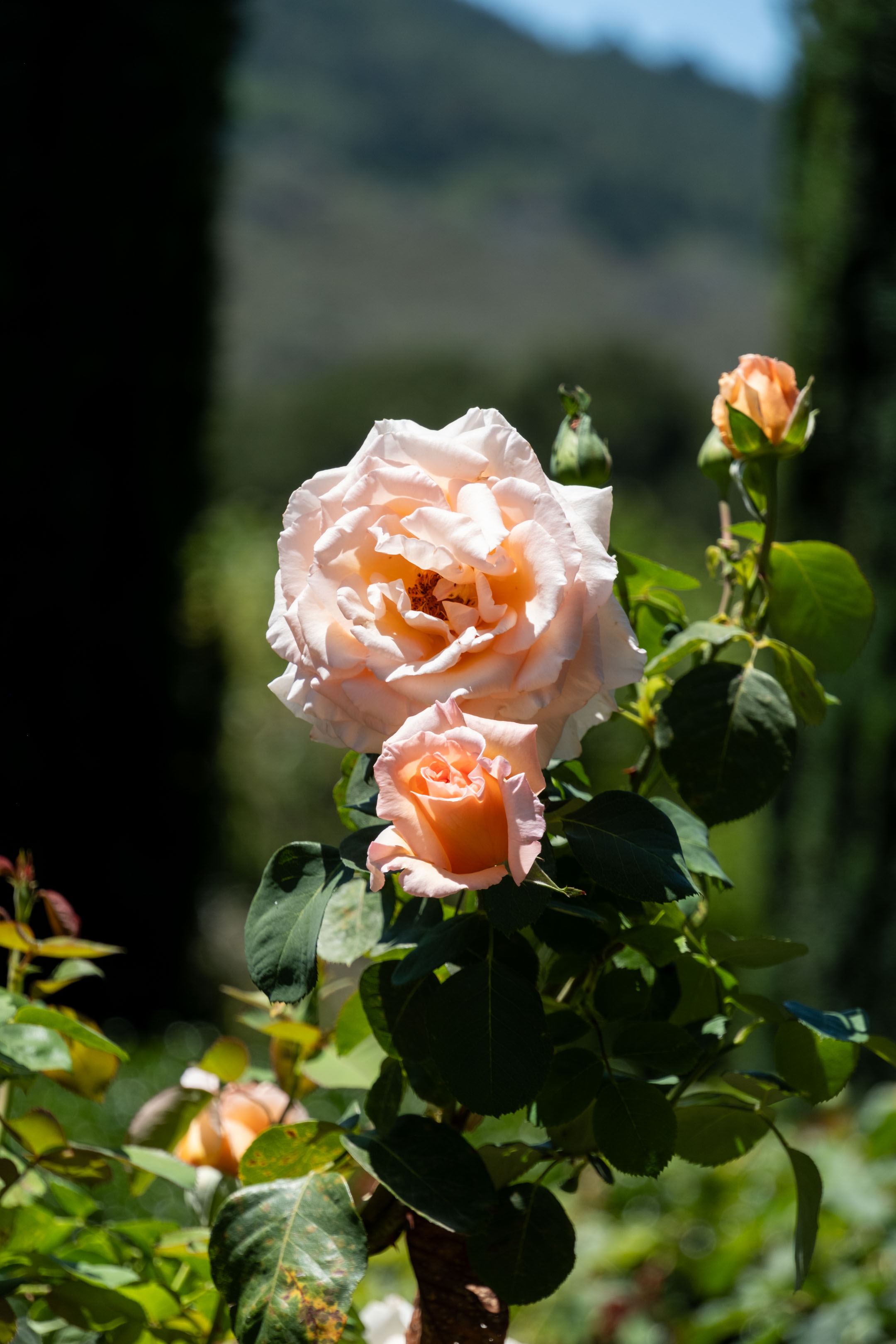 a vertical stem of pale orange roses