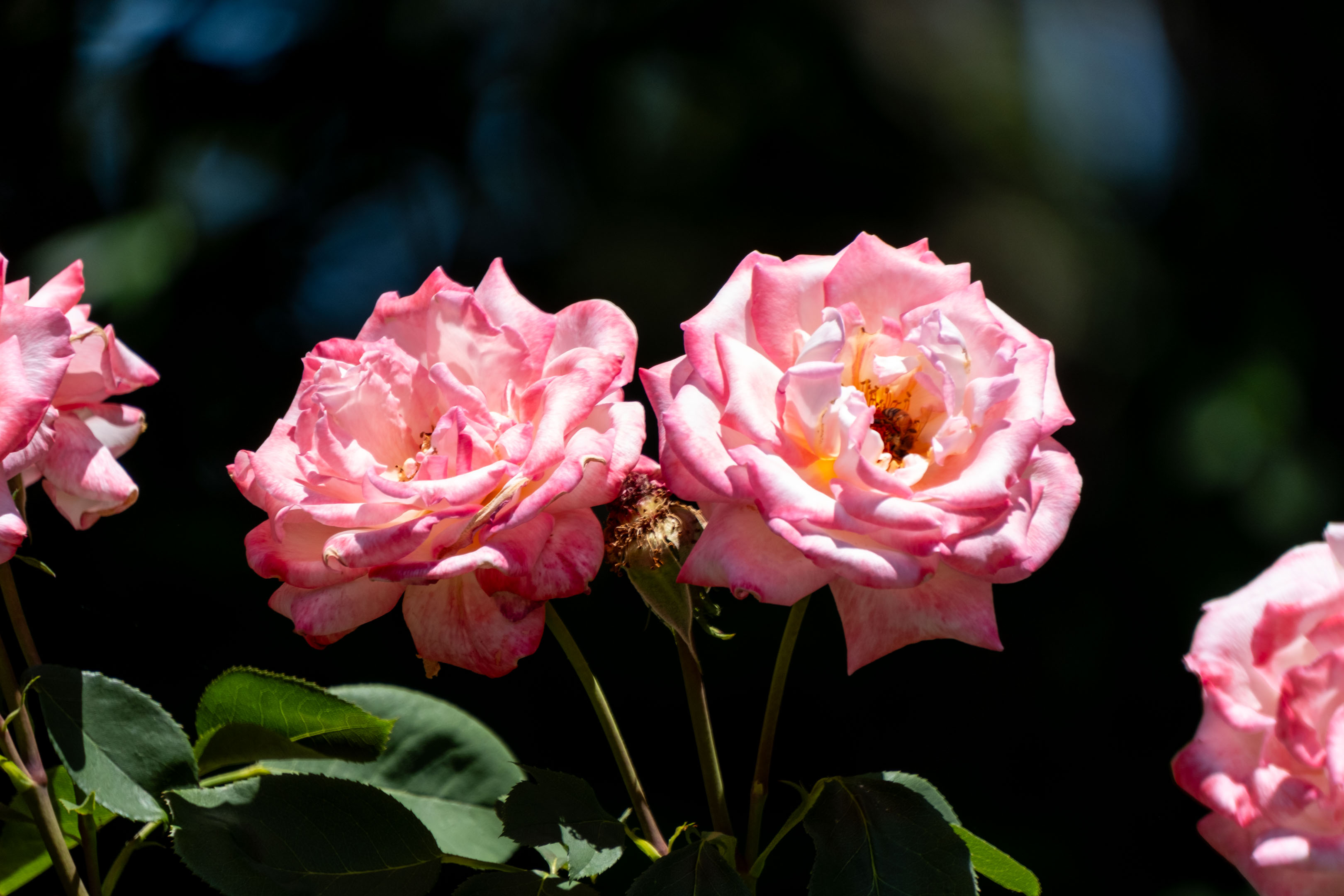 two pink roses facing opposite directions