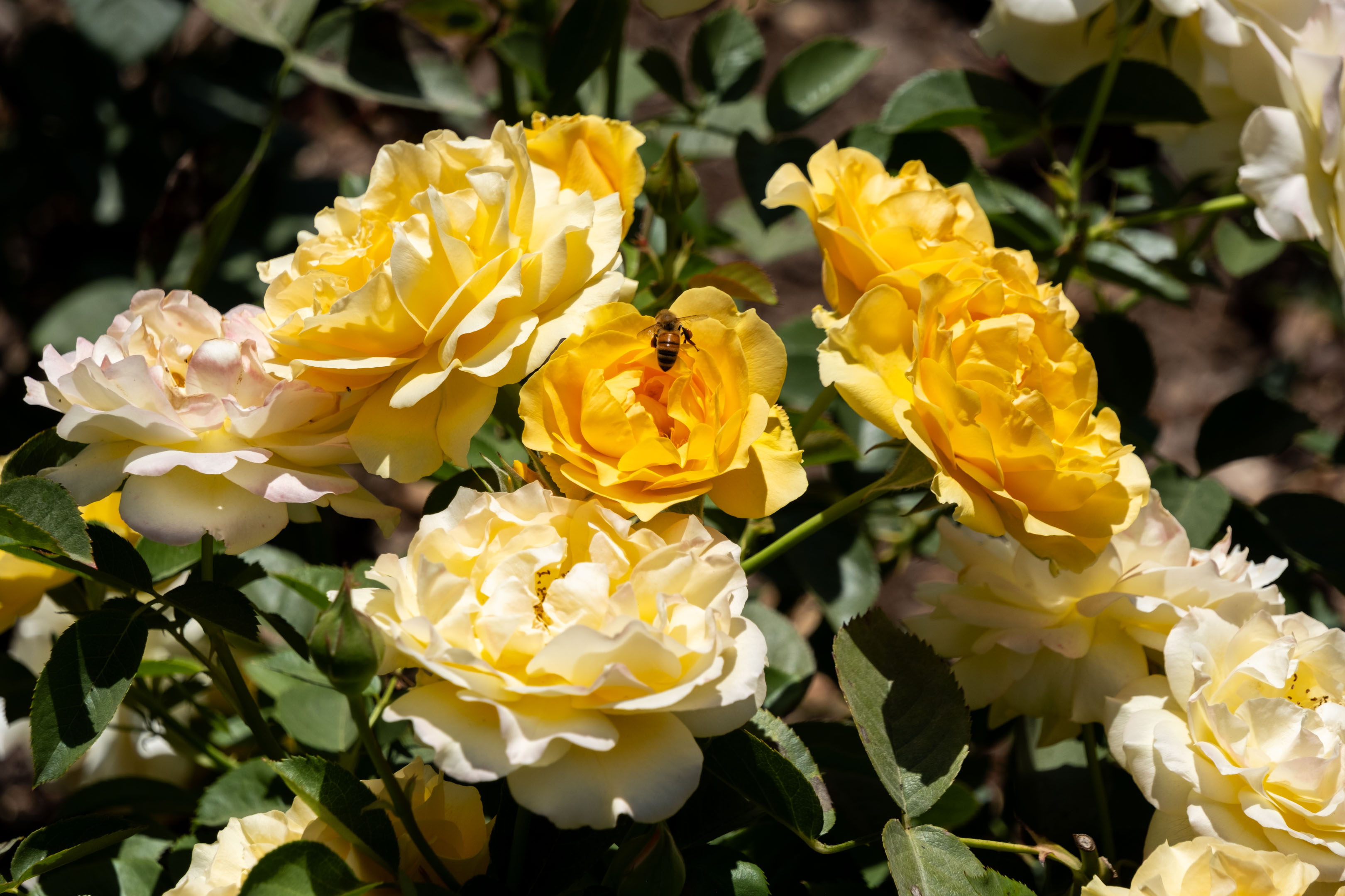 yellow roses with a bee on one of them