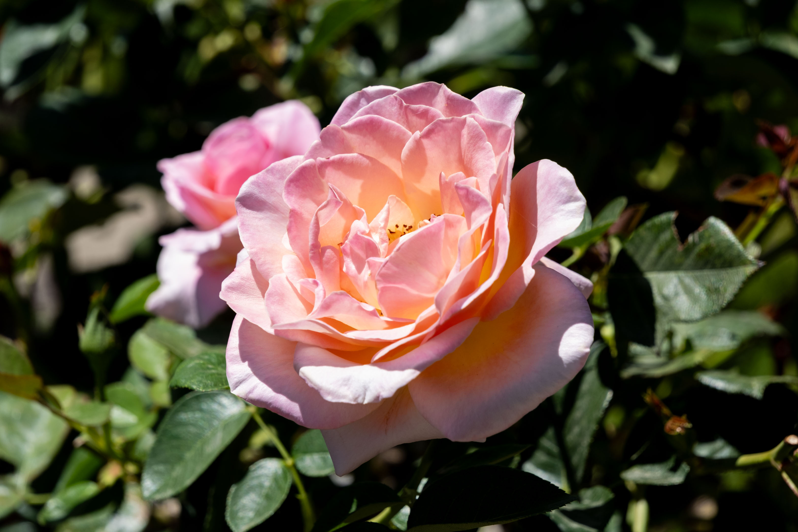 a pink rose